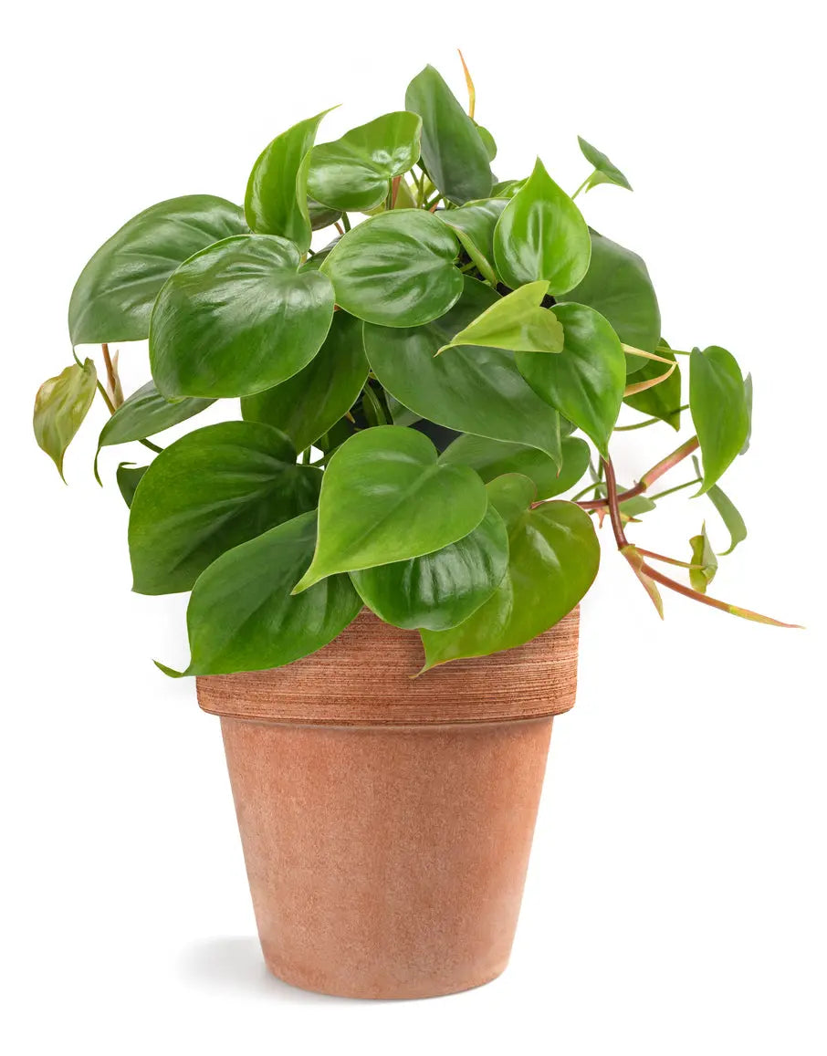 House Plants | Philodendron Cordatum My Store