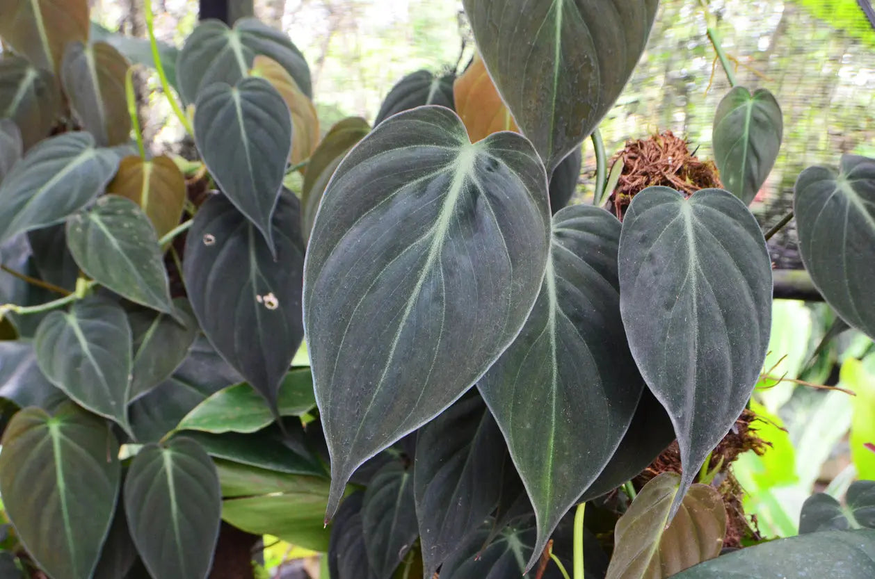 House Plants | Philodendron Micans My Store