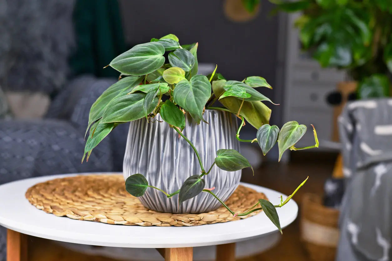 House Plants | Philodendron Micans My Store