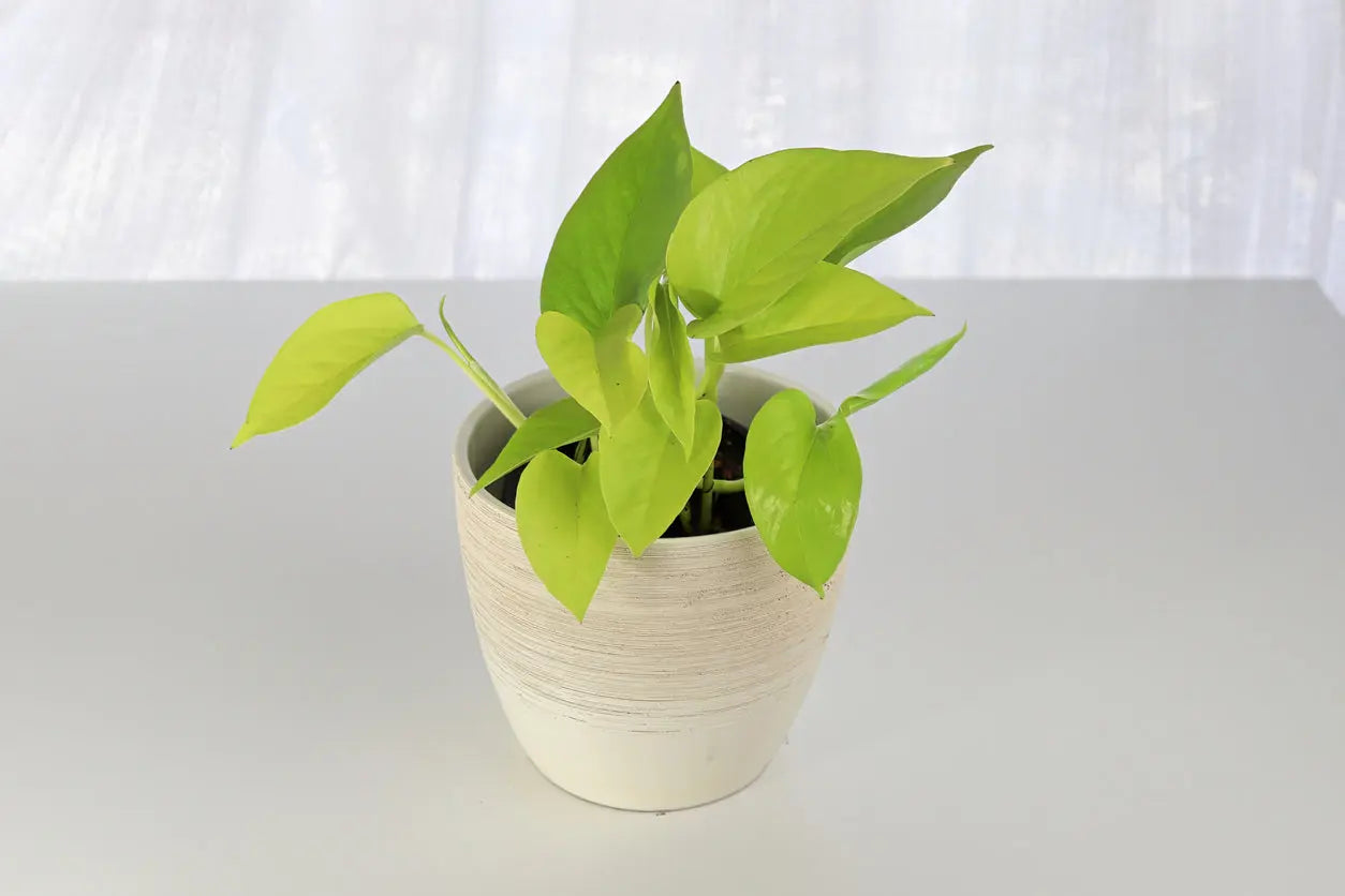 House Plants | Philodendron Neon My Store