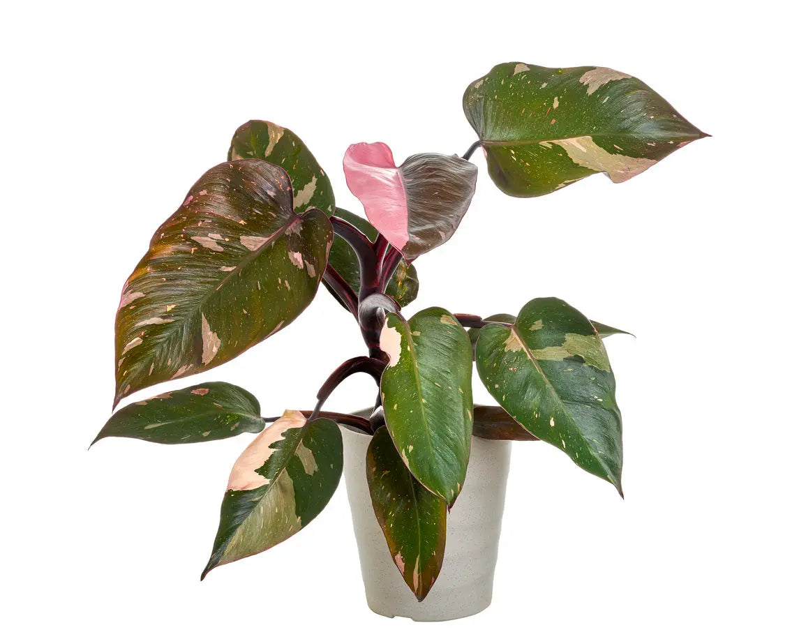 House Plants | Philodendron Pink Princess My Store