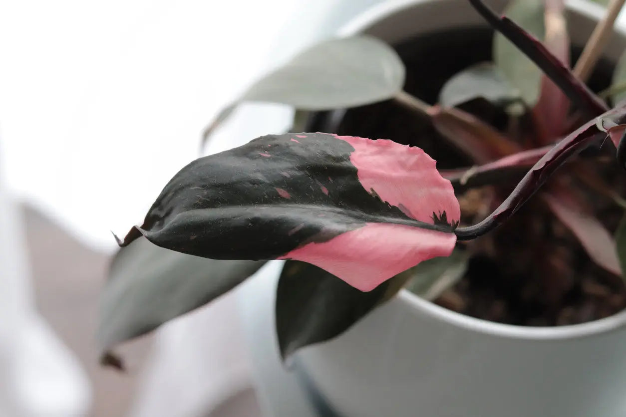 House Plants | Philodendron 'Pink Princess' My Store