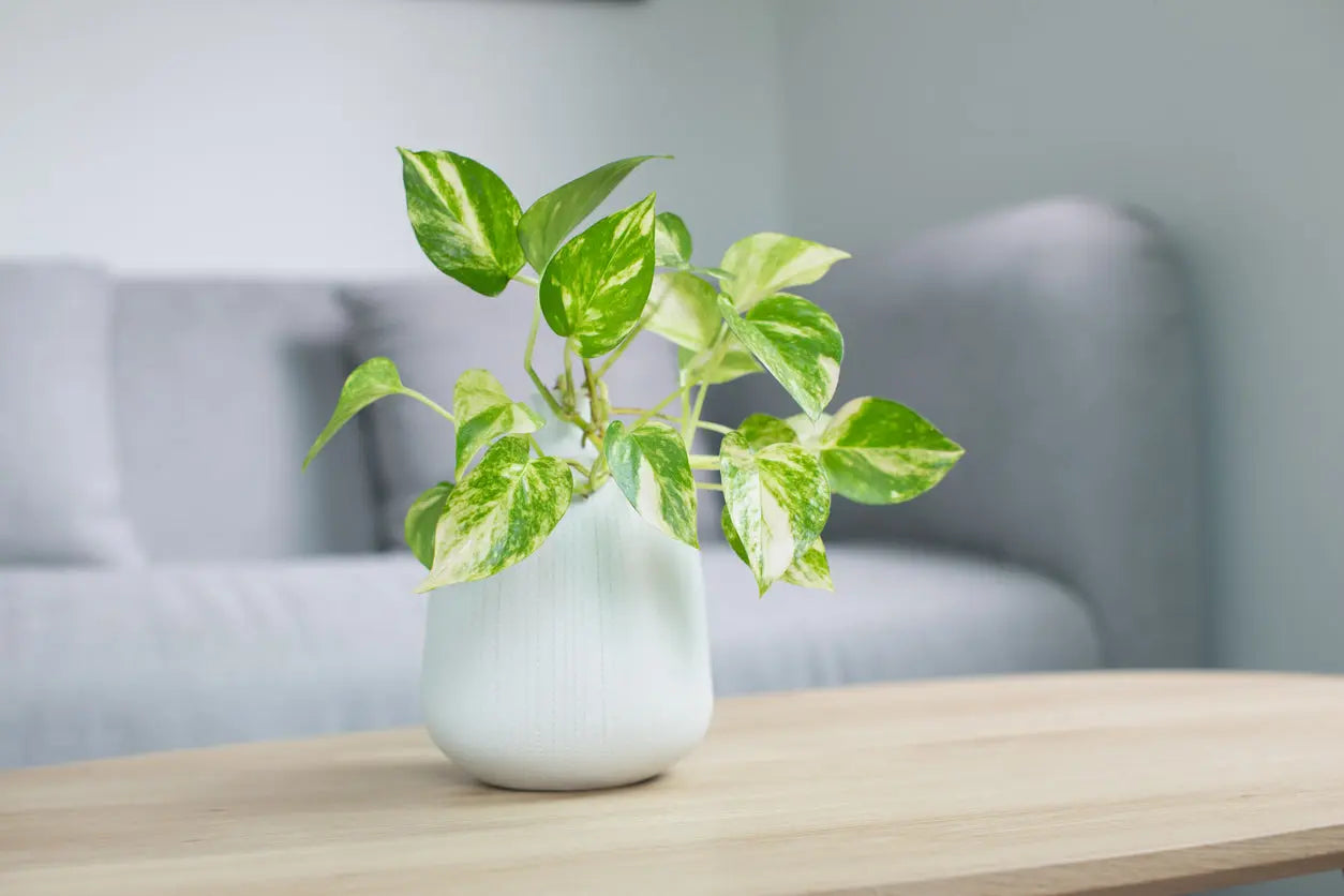 House Plants | Potho Golden My Store