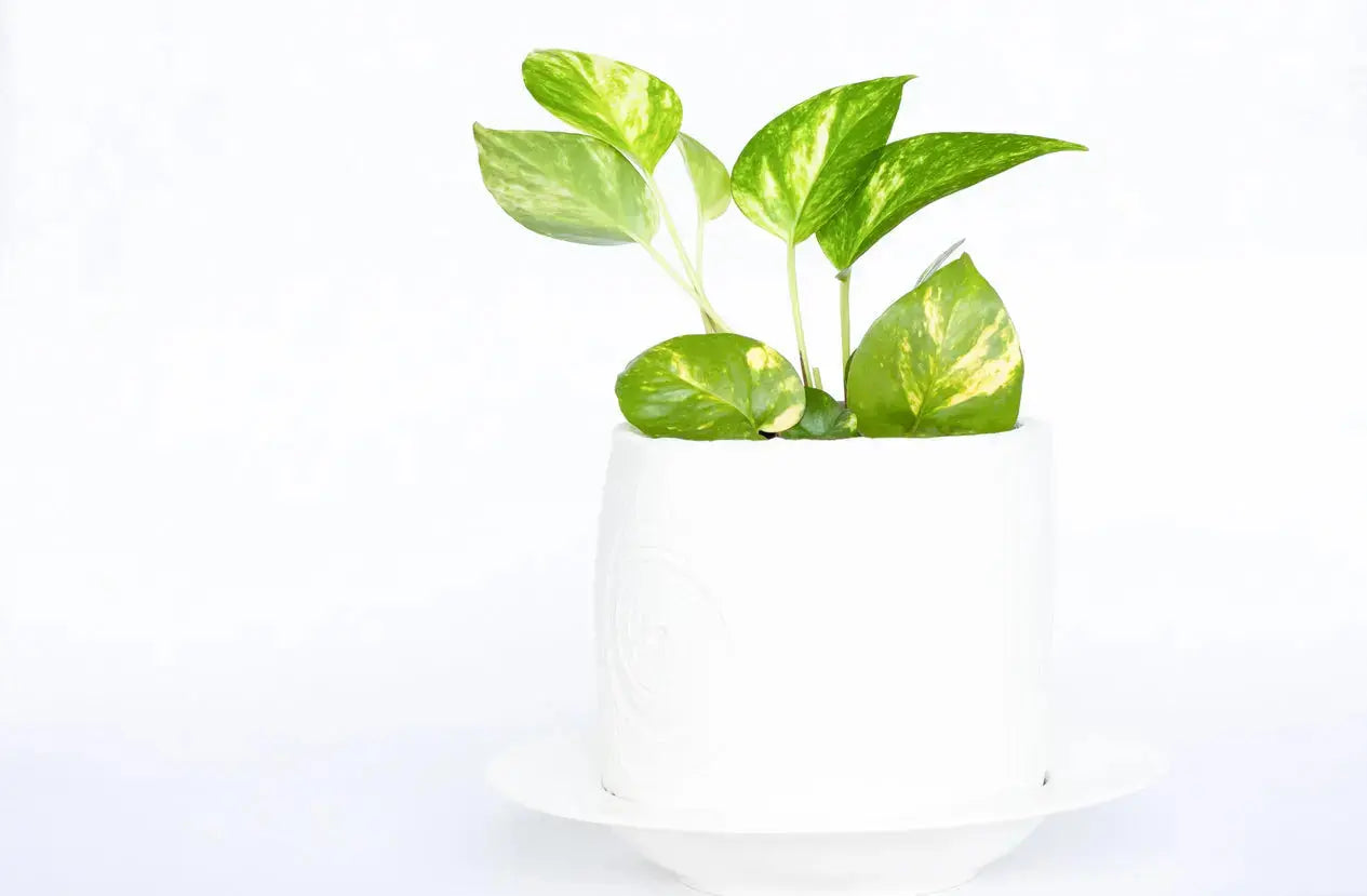 House Plants | Potho Marble Queen My Store