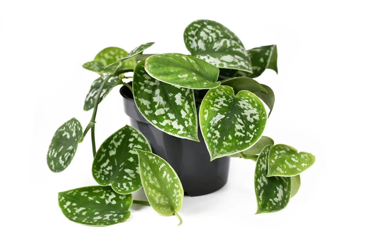 House Plants | Potho Satin My Store