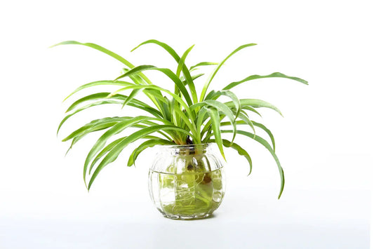 House Plants | Spider Houseplants My Store