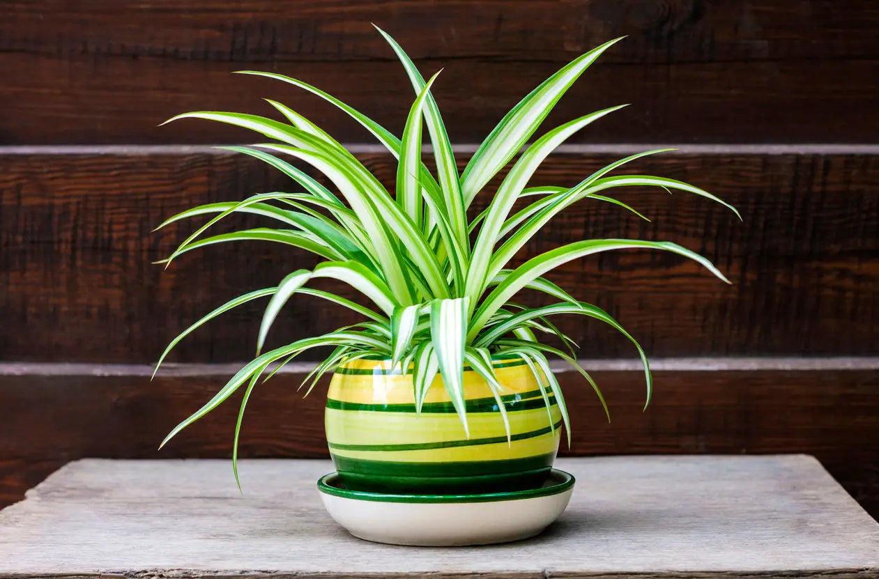 House Plants | Spider Houseplants My Store