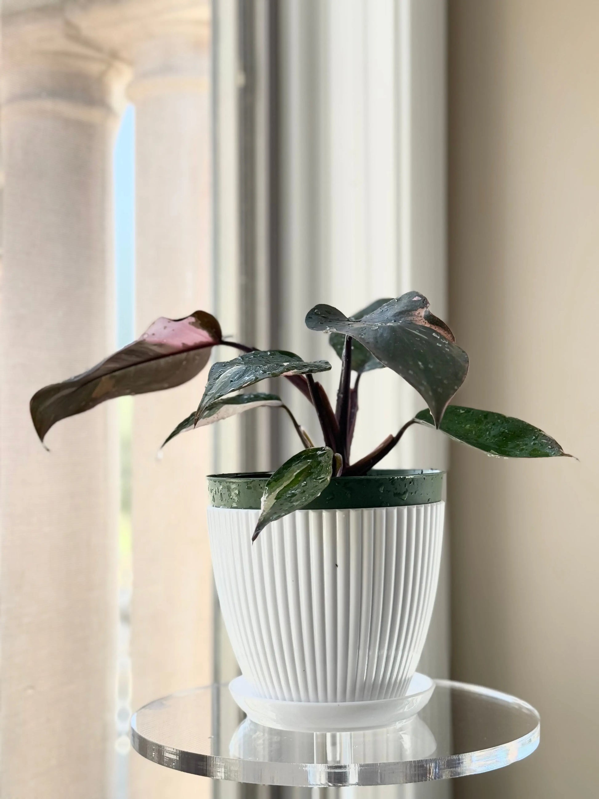 Houseplants Philodendron Pink Princess Bonte Farm