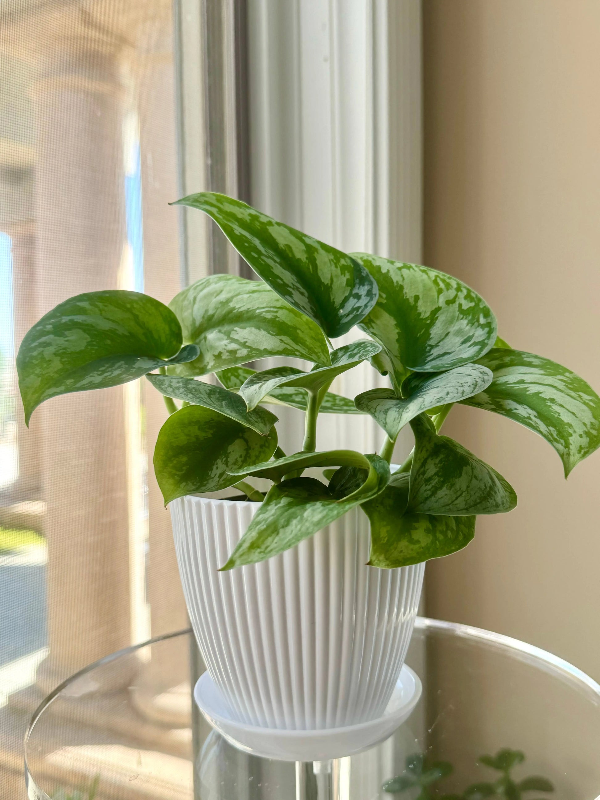 Houseplants Pothos Satin Bonte Farm