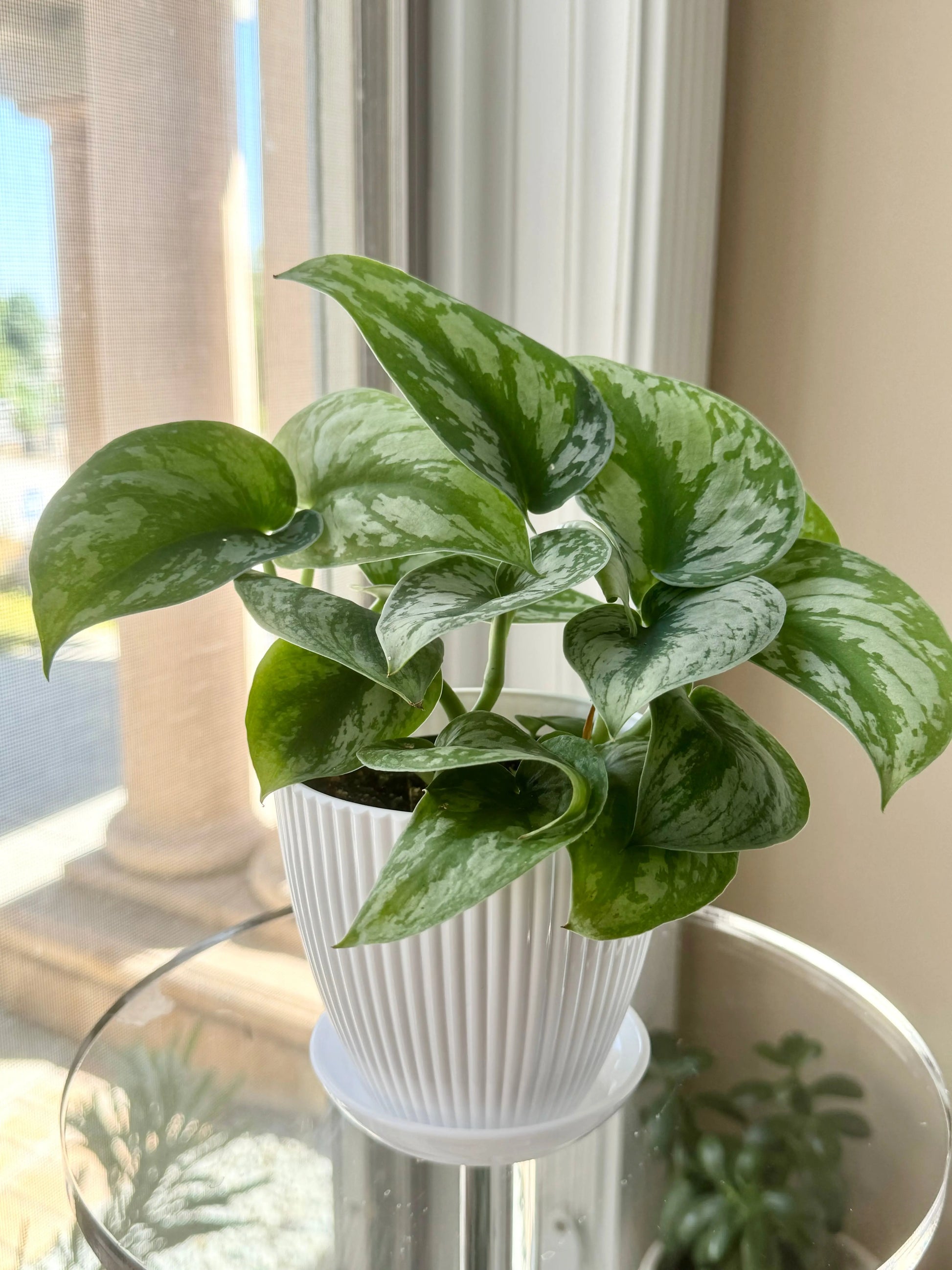 Houseplants Pothos Satin Bonte Farm