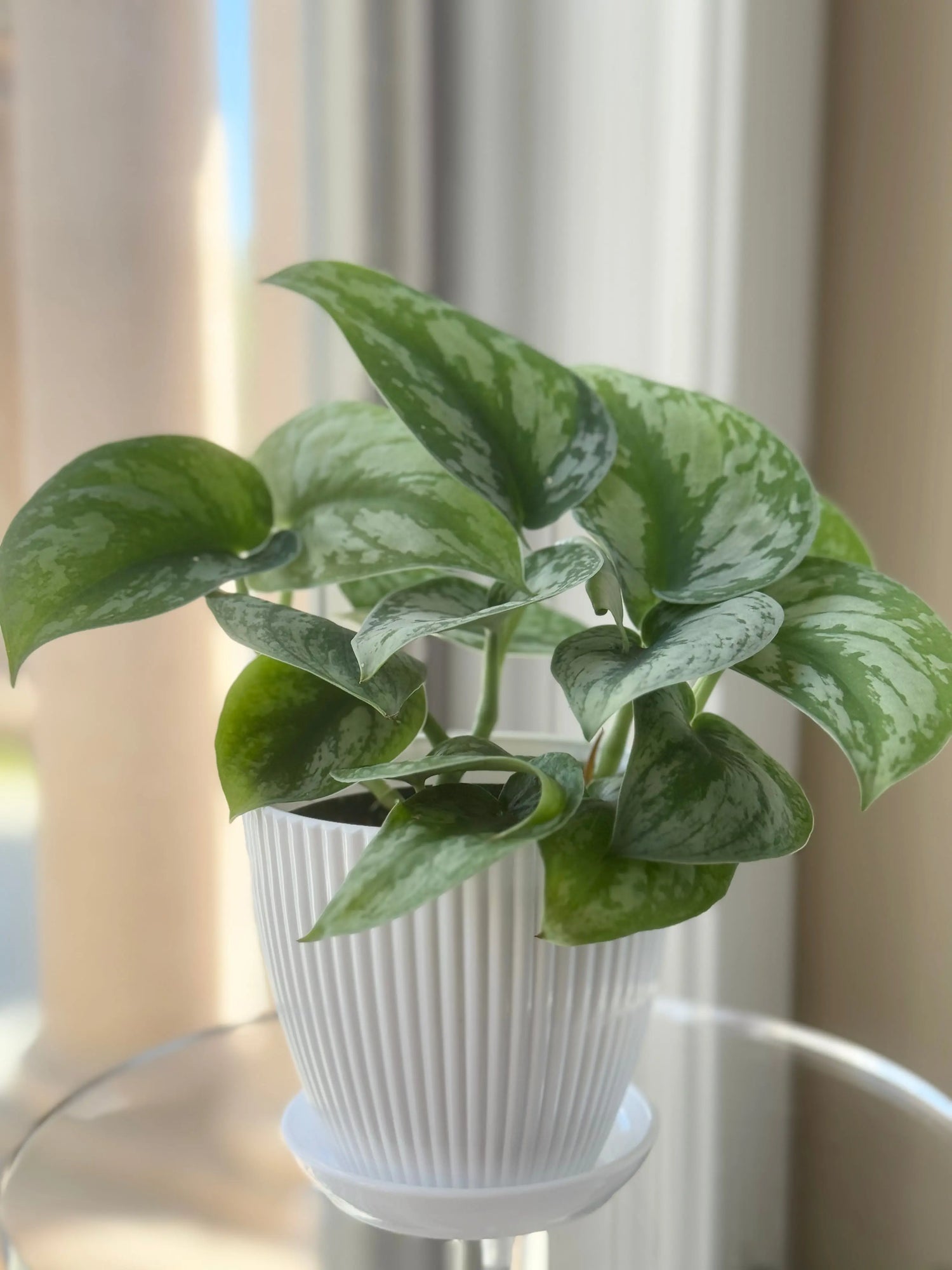 Houseplants Pothos Satin Bonte Farm