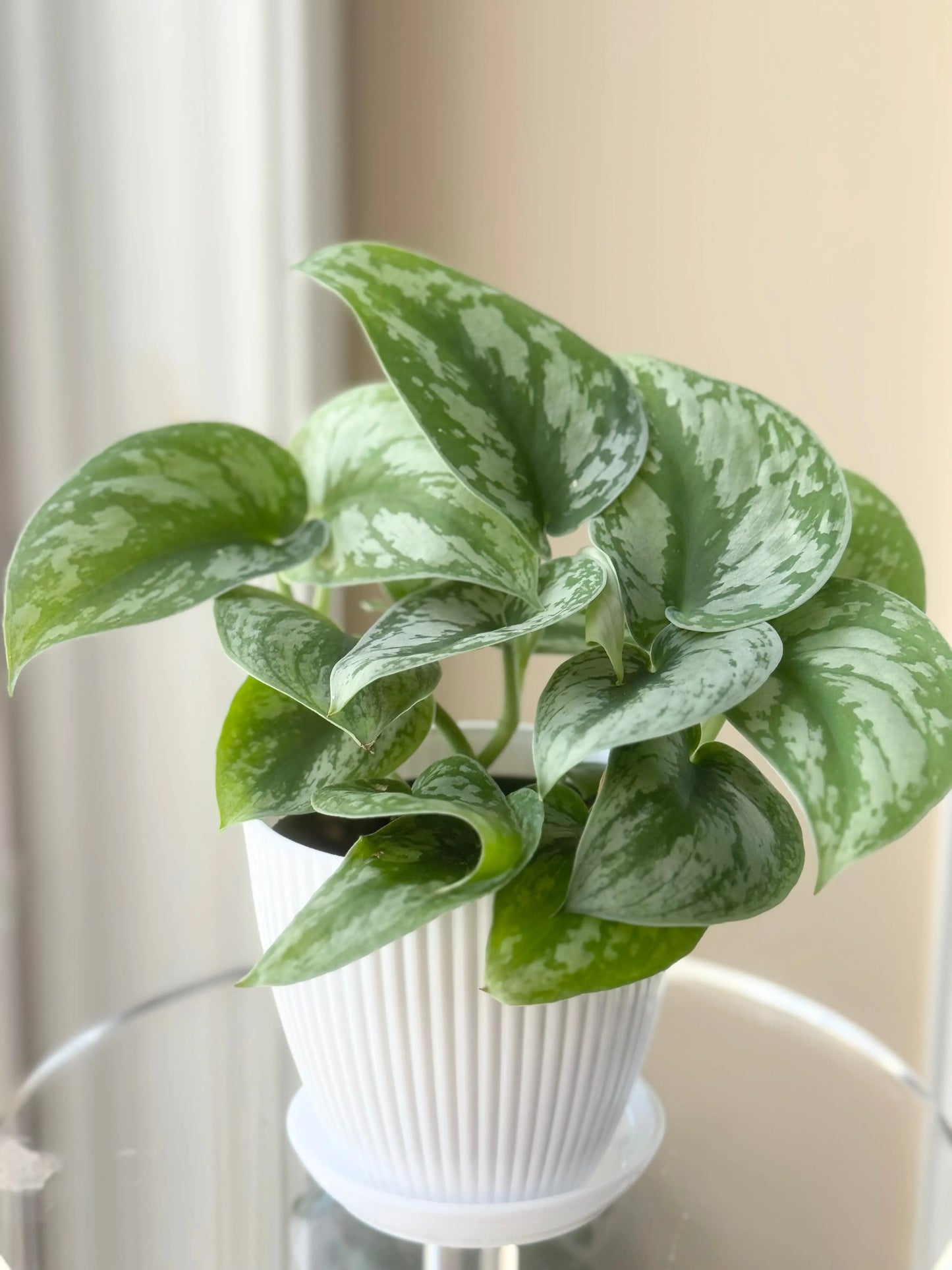 Houseplants Pothos Satin Bonte Farm