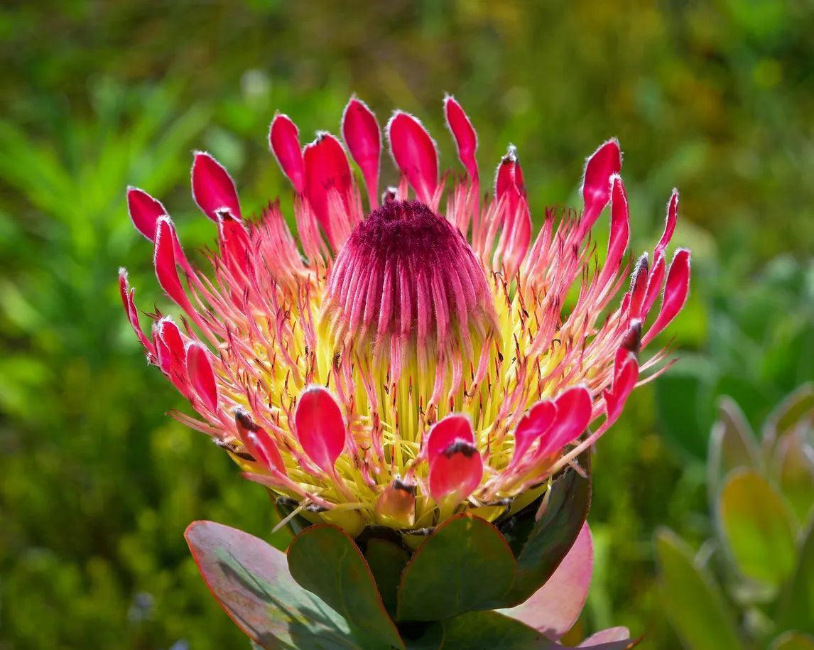 Bright pink and yellow protea flower in bloom with green foliage background
