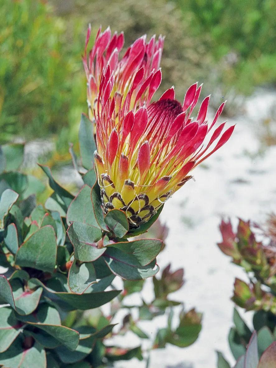 protea indoor plant Protea Eximia: A Majestic Floral Display, Showy Pink Cream Flowers – Bonte Farm