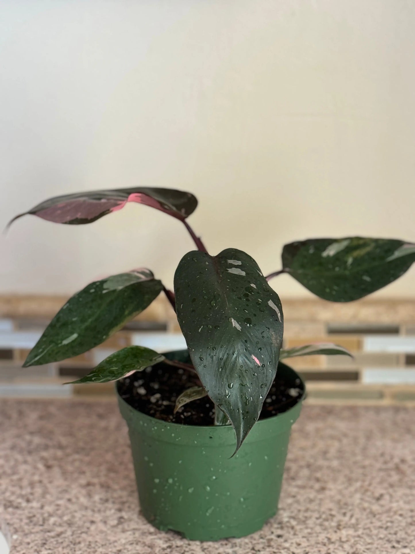 Houseplants | Philodendron Pink Princess Bonte Farm