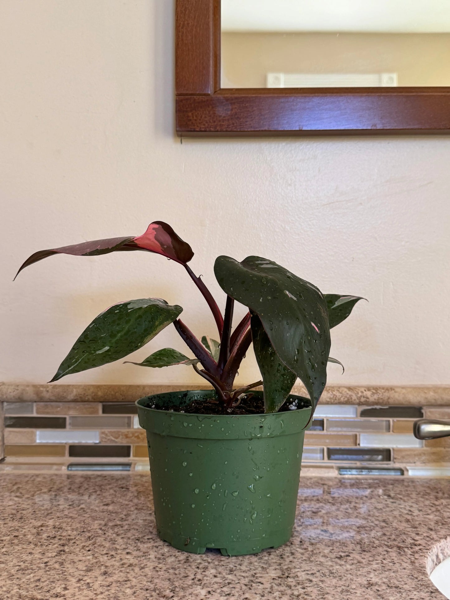 Houseplants | Philodendron Pink Princess Bonte Farm