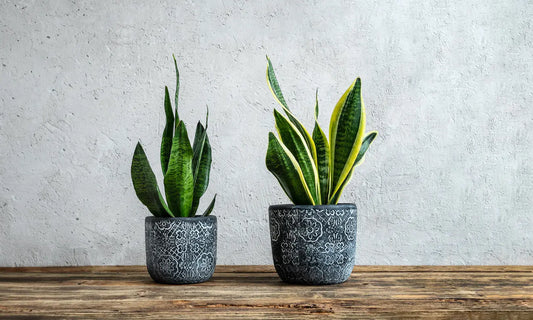 Houseplants | Sansevier (Snake Plants) My Store