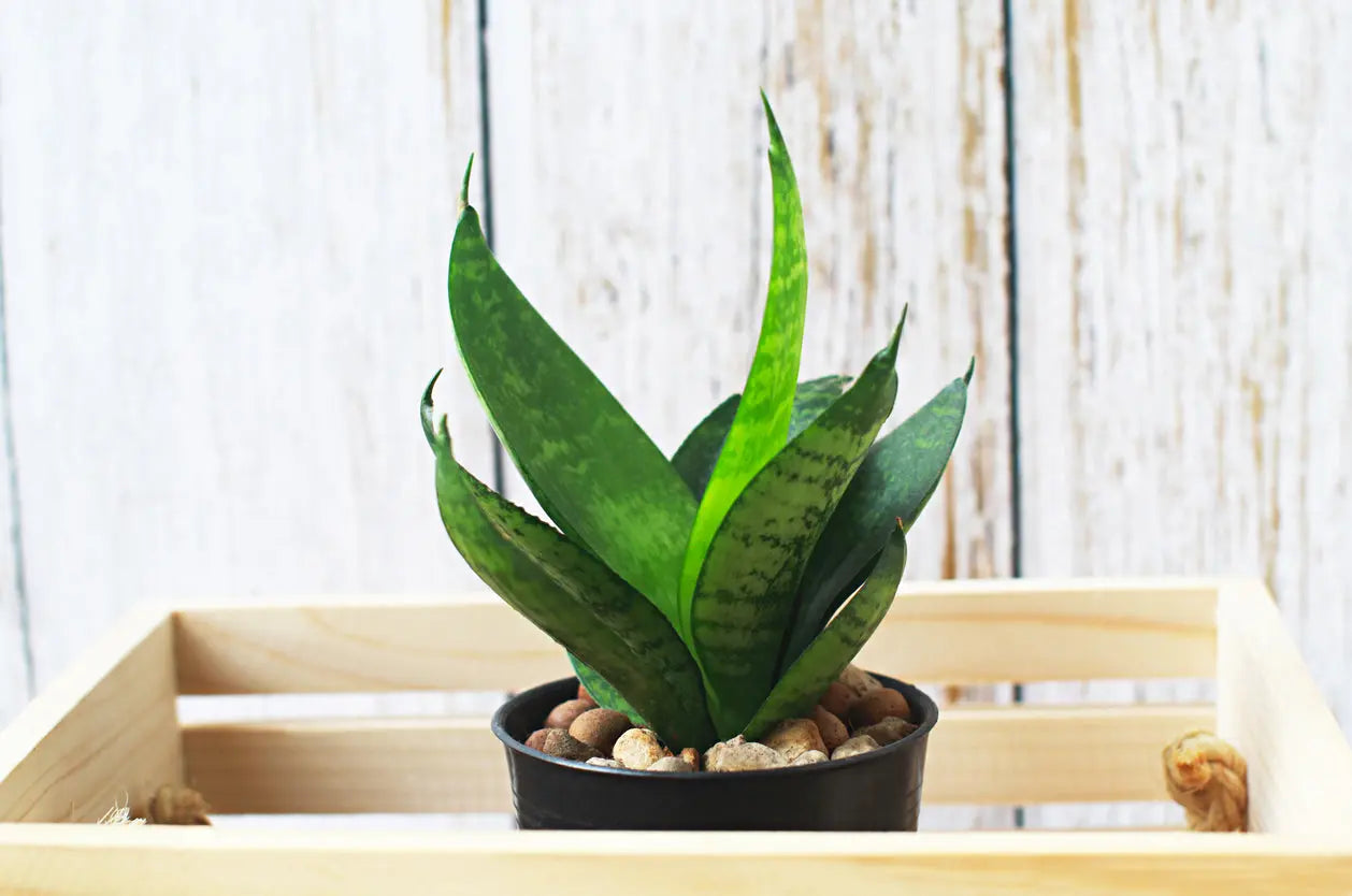 Houseplants | Sansevier (Snake Plants) My Store