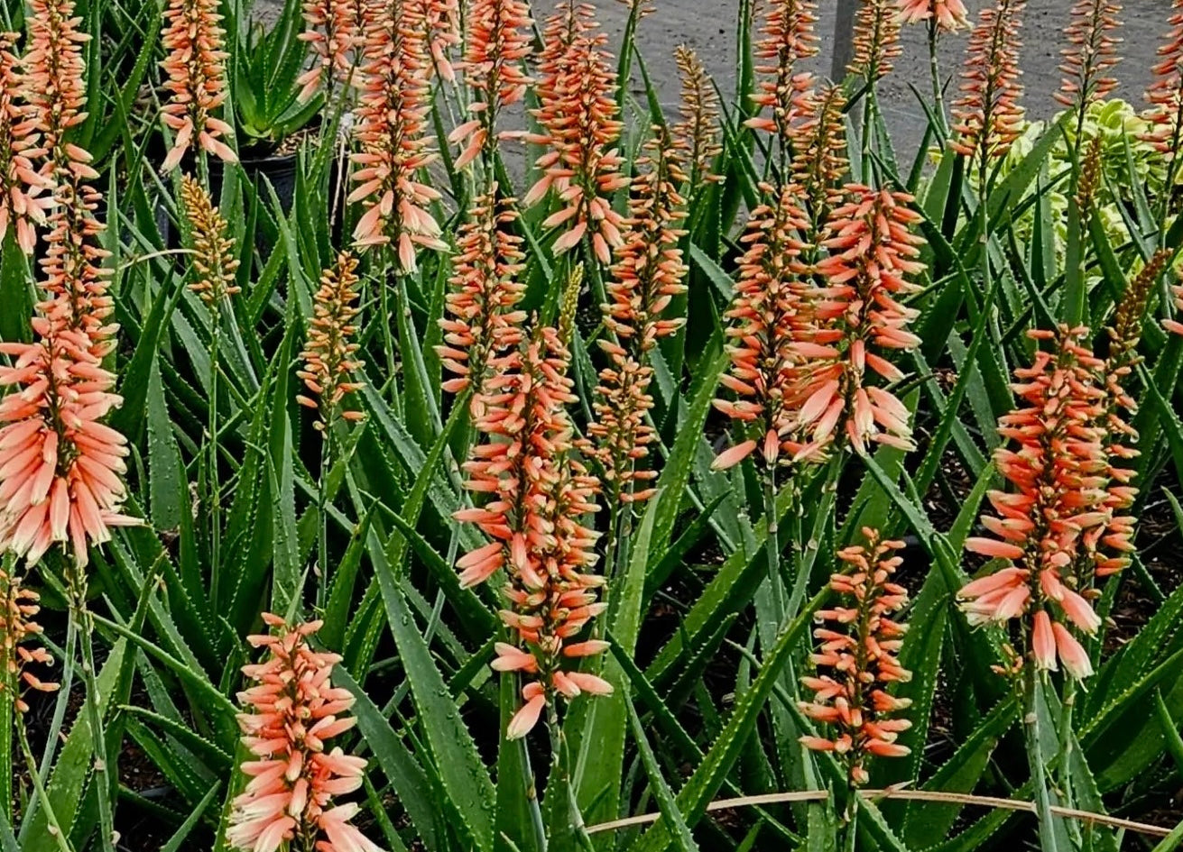 Aloe 'Safari Rose':  A Desert Sunset in a Pot