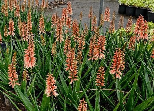 Aloe 'Safari Rose':  A Desert Sunset in a Pot