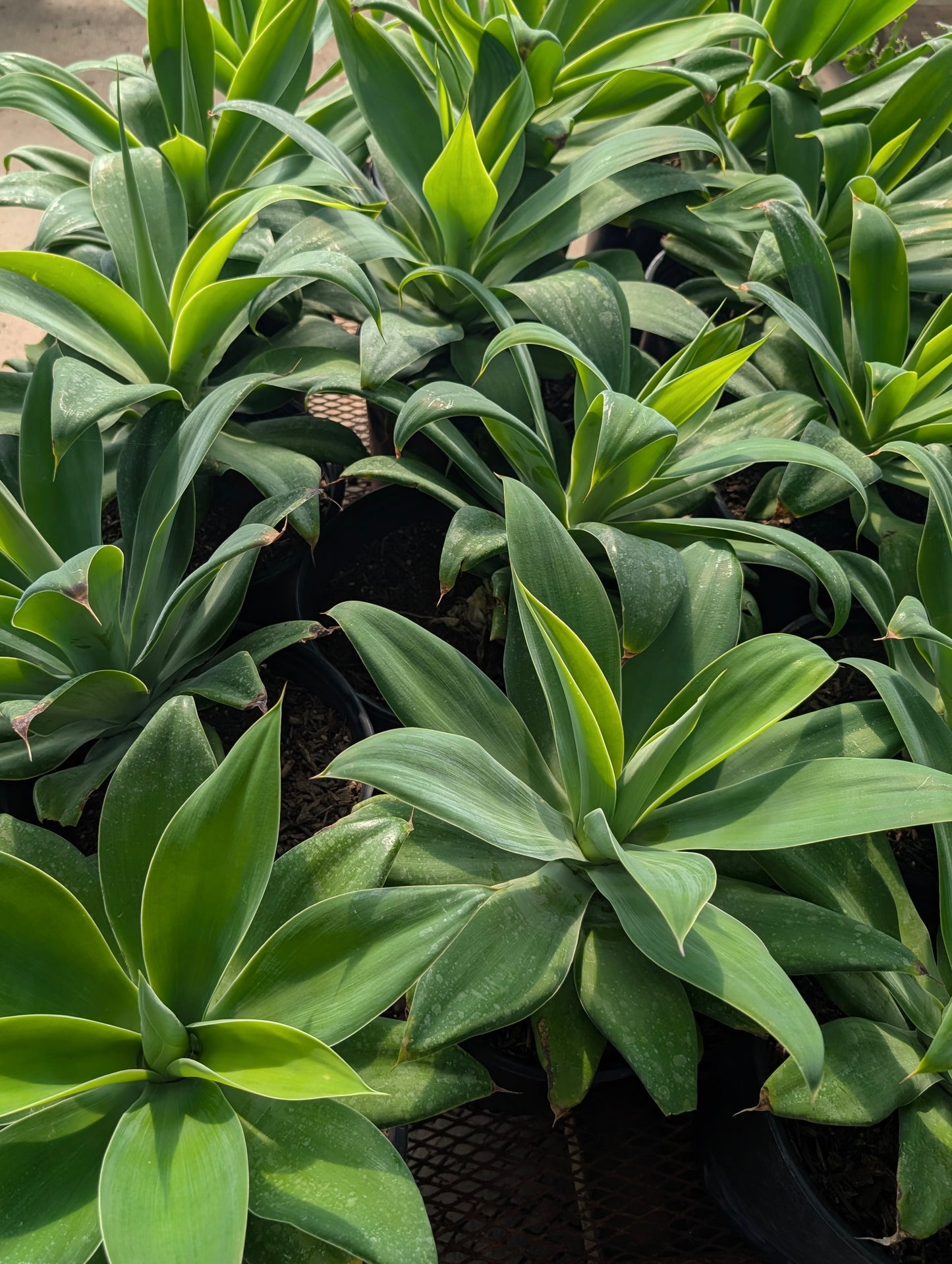 Agave attenuata: The Fox Tail Agave