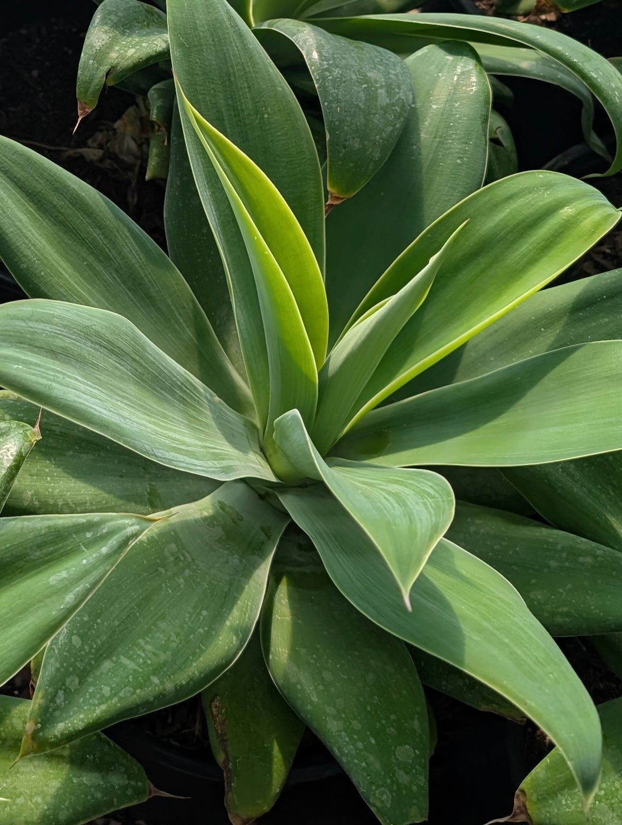 Agave attenuata: The Fox Tail Agave