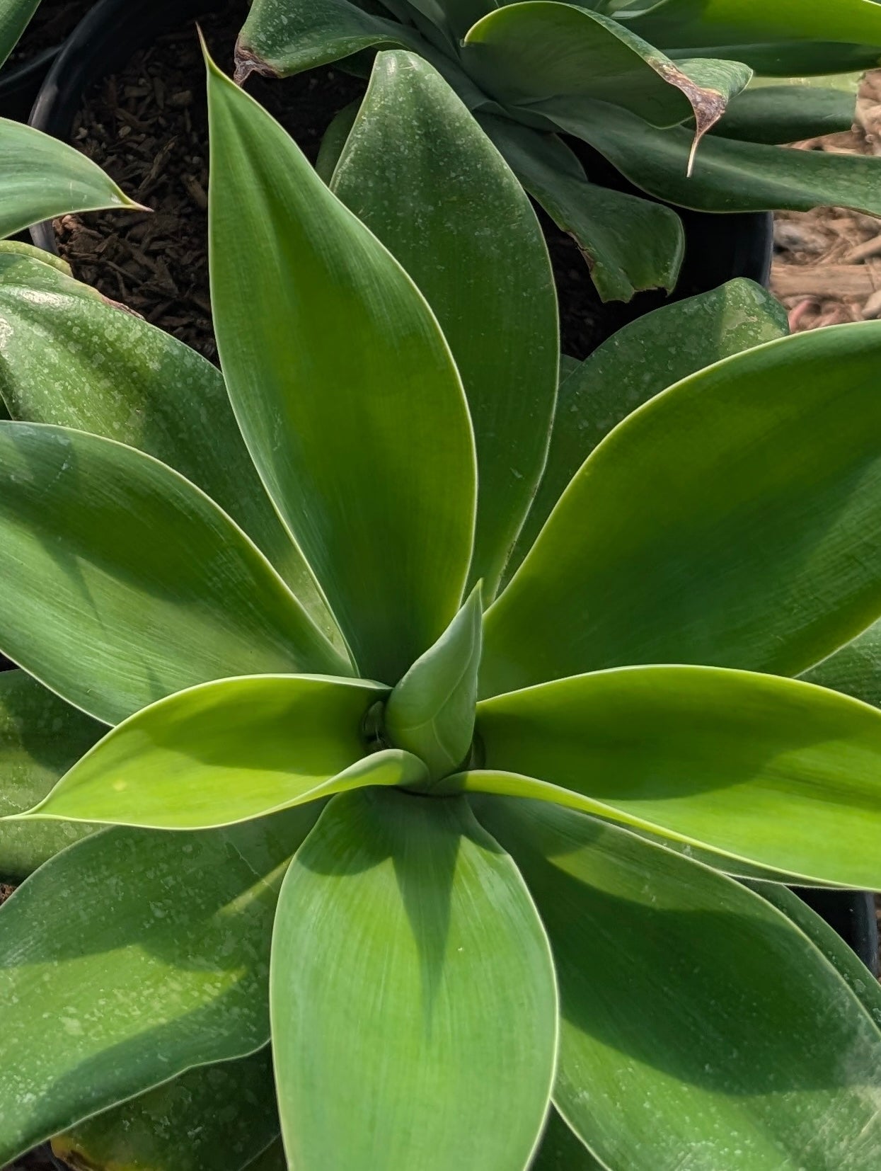 Agave attenuata: The Fox Tail Agave