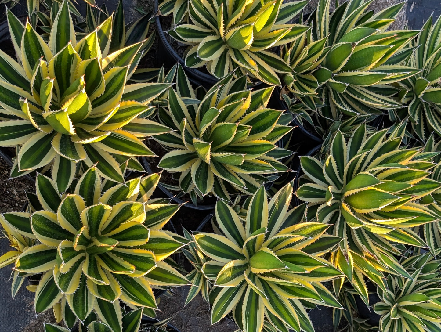 Agave lophantha 'Quadricolor': Marvelous Multicolor Succulent