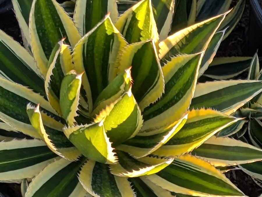 Agave lophantha 'Quadricolor': Marvelous Multicolor Succulent