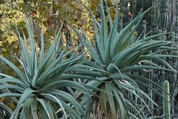 Aloe speciosa: A Majestic Succulent