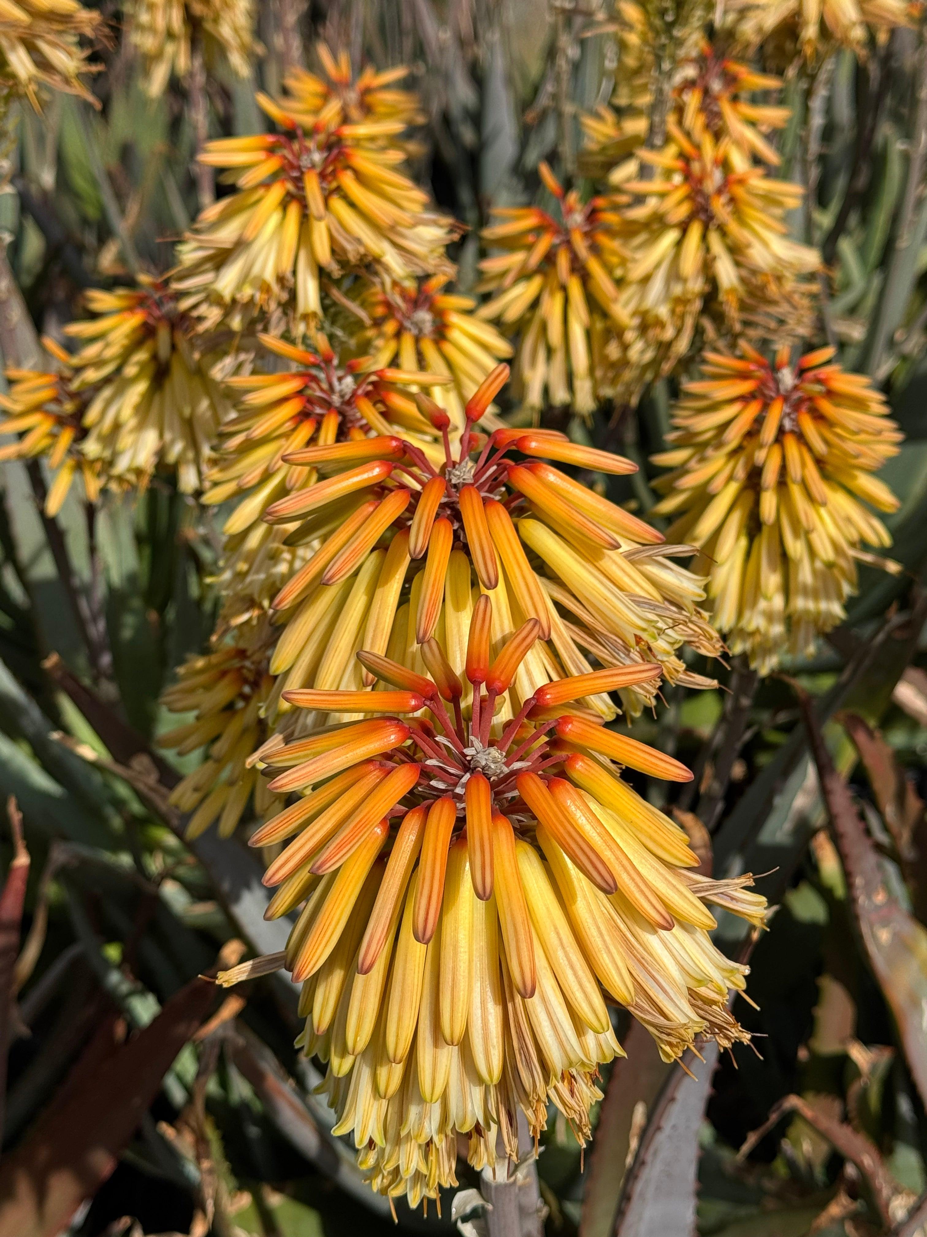 green and yellow aloe vera plant Aloe 'Moonglow': Bright Green Leaves, Salmon-Yellow Flower – Bonte Farm