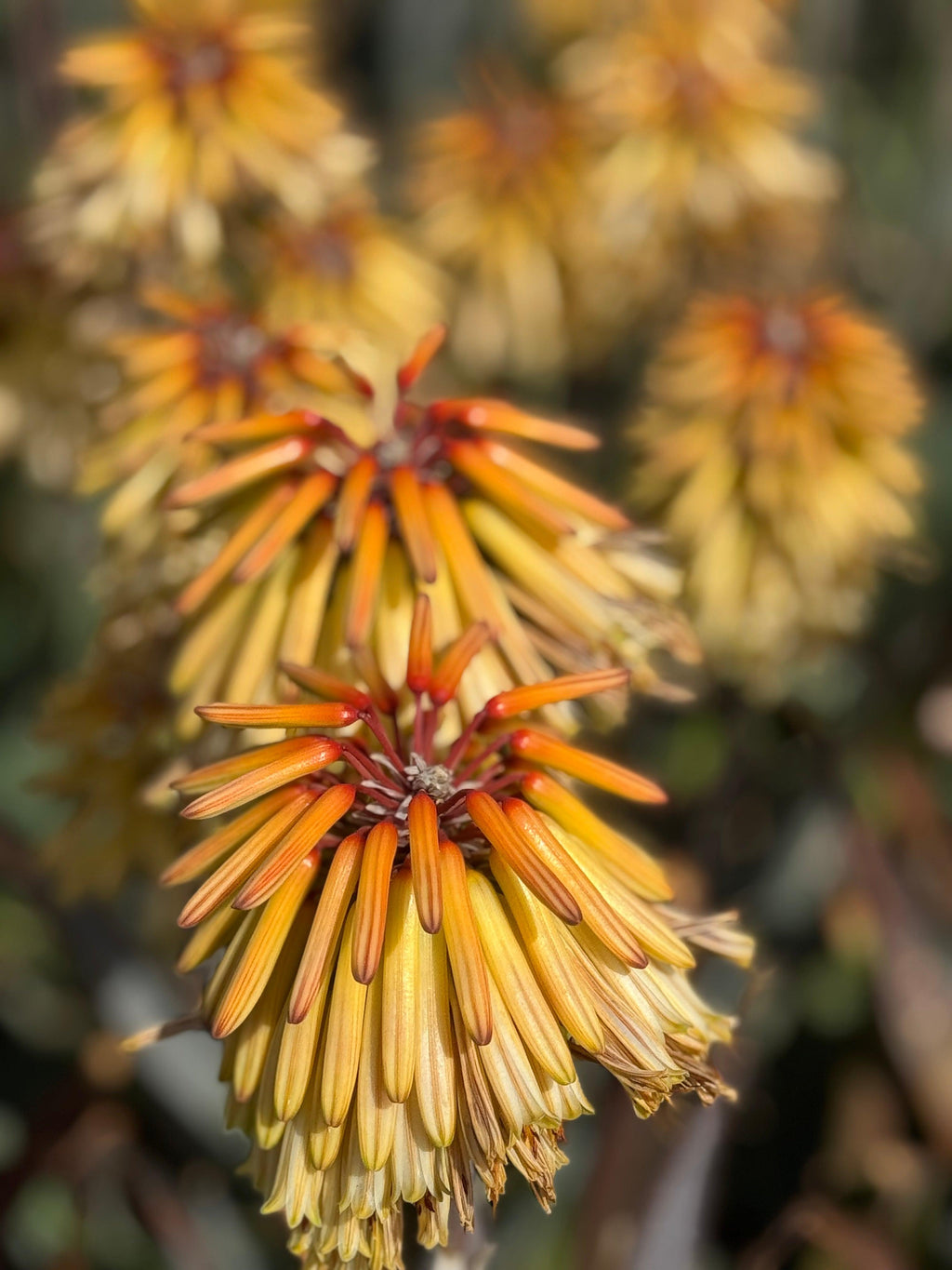 Close-up of orange and yellow Protea flower blooming outdoors