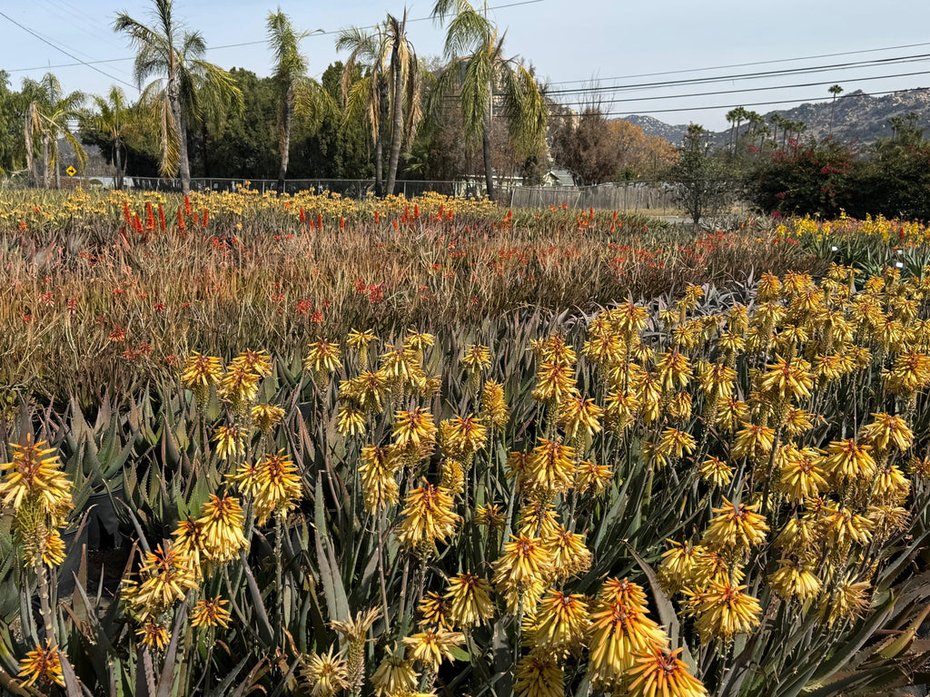 Aloe plants with yellow and orange blooms in a sunlit field surrounded by palm trees