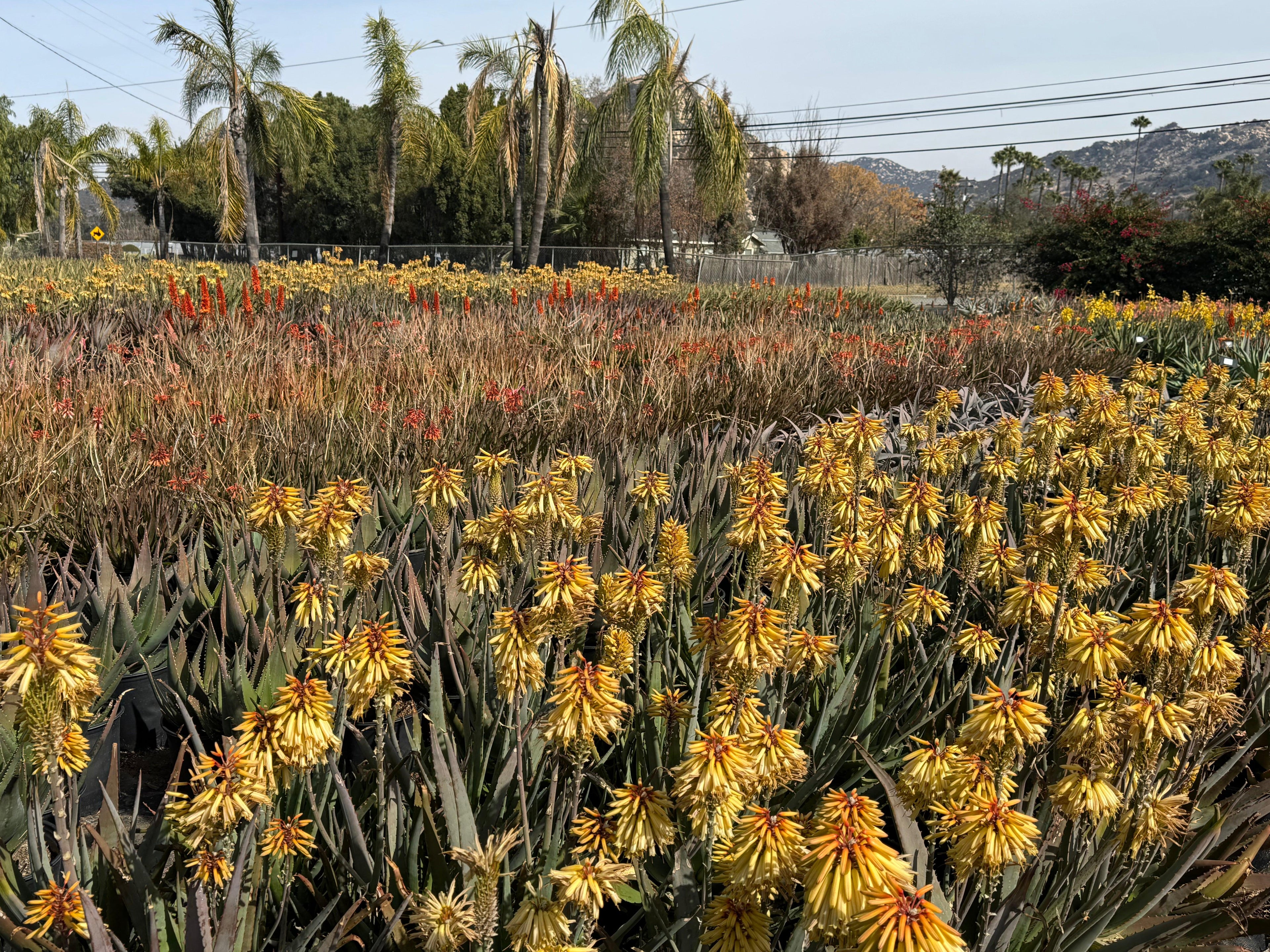 Field of blooming yellow and orange aloe plants with palm trees and distant hills