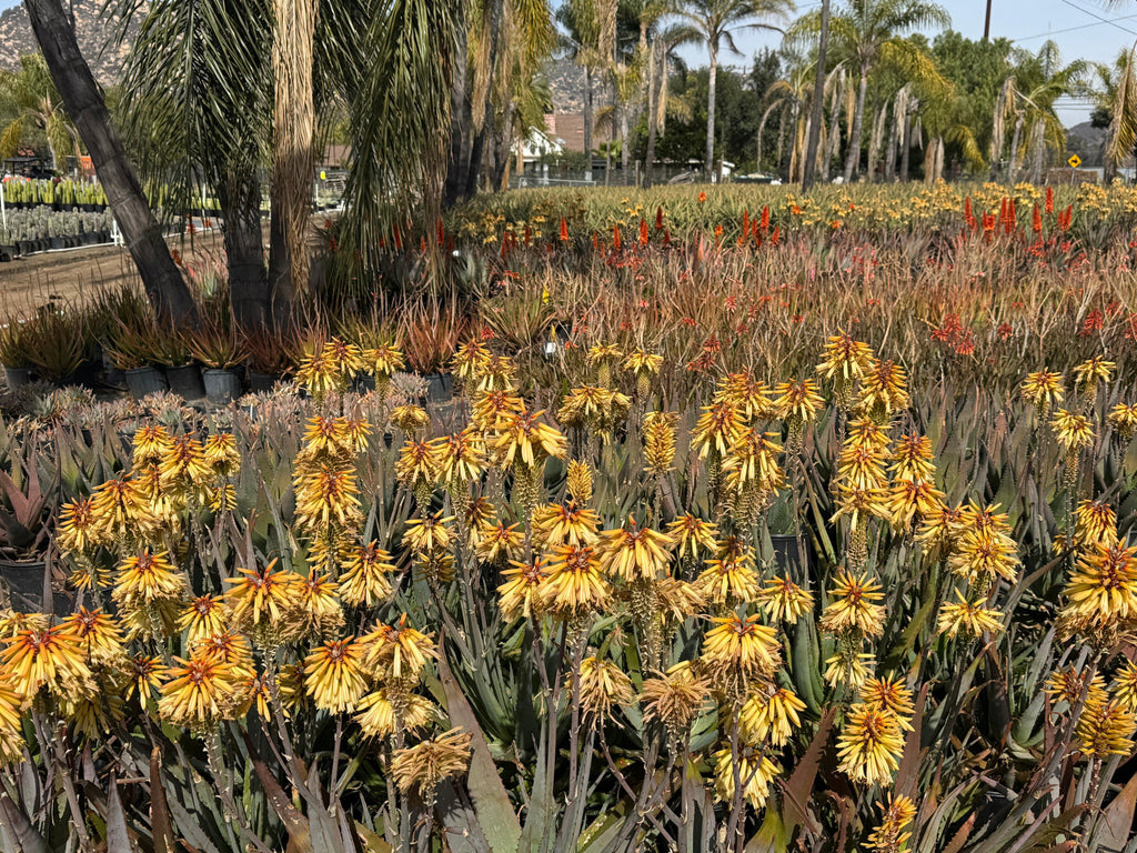Outdoor plant nursery with blooming Protea and exotic aloe plants surrounded by palm trees