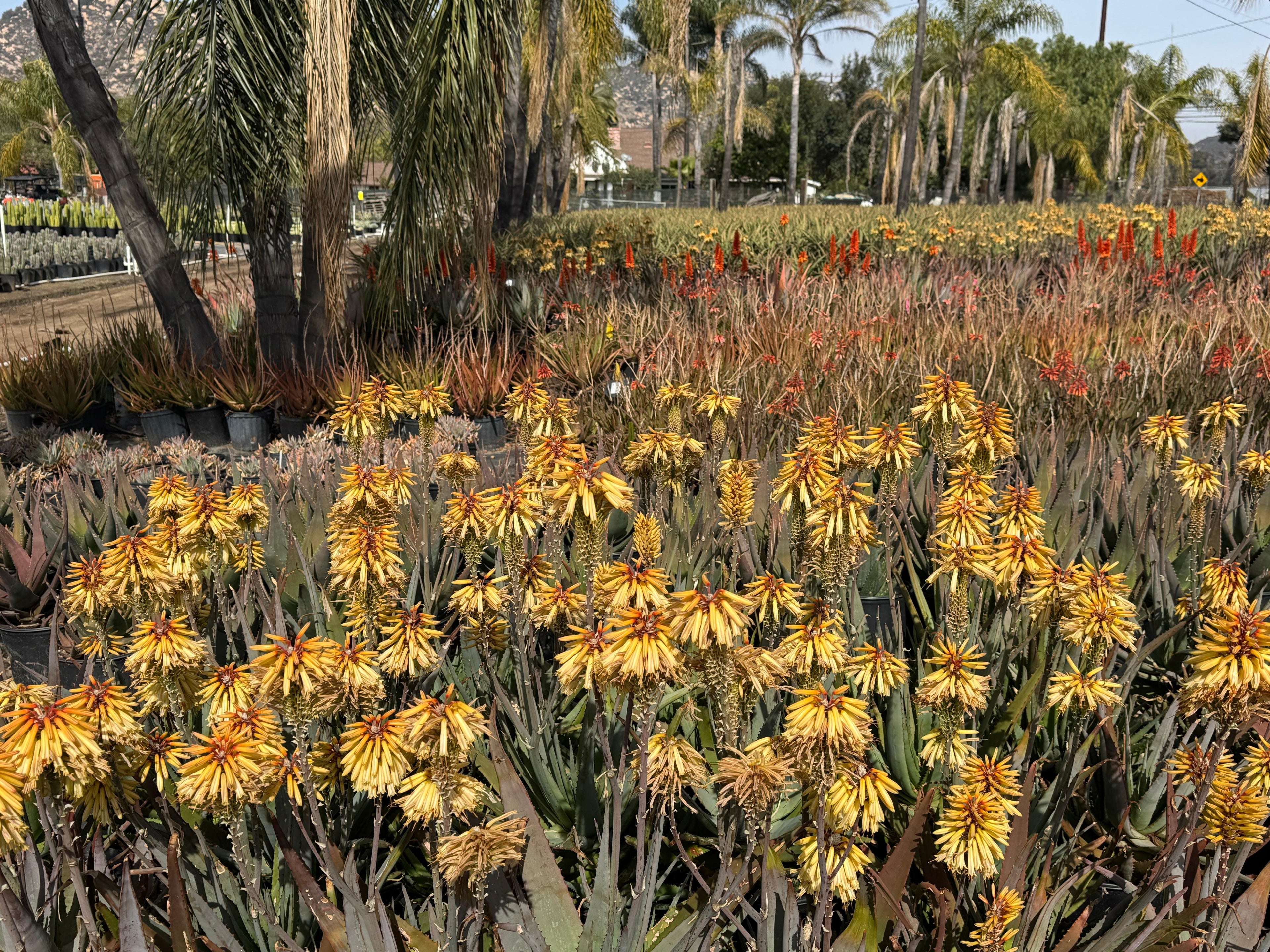 Outdoor plant nursery with blooming Protea and exotic aloe plants surrounded by palm trees
