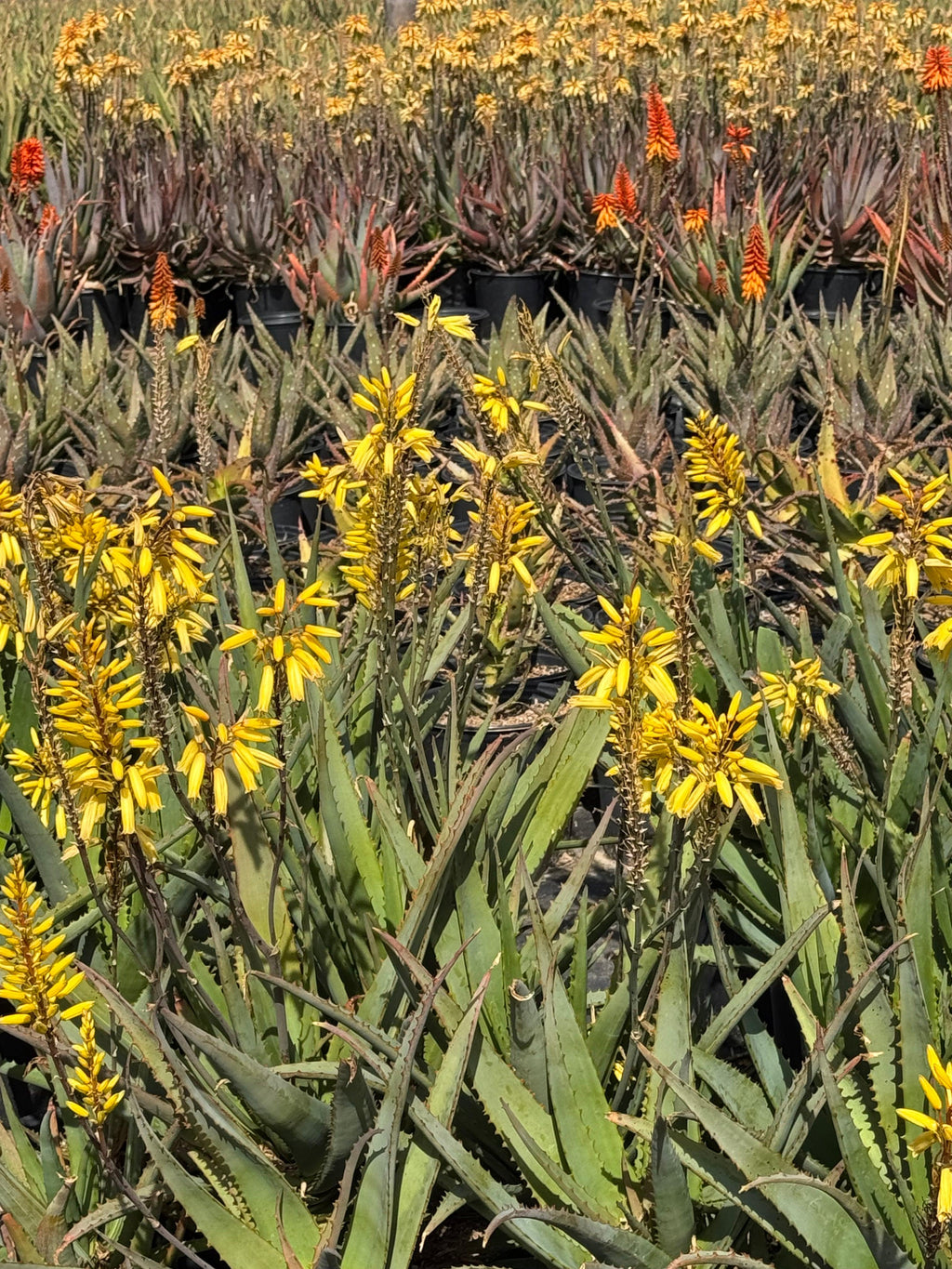 Yellow and orange flowering aloe plants growing outdoors in rows at a nursery.