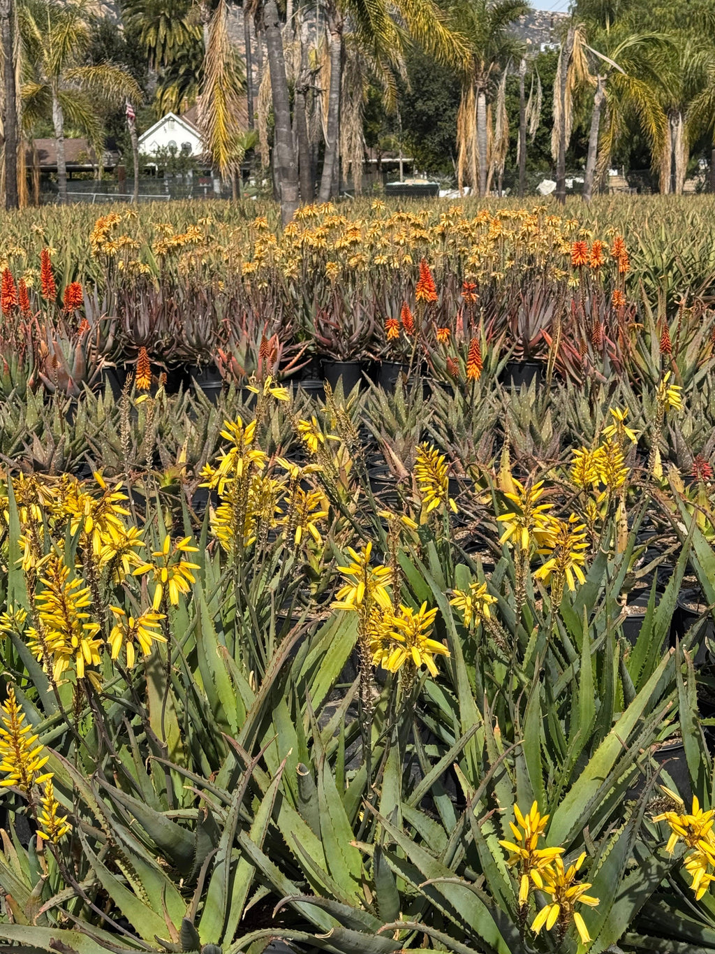 Field of blooming yellow and orange protea plants with palm trees in background