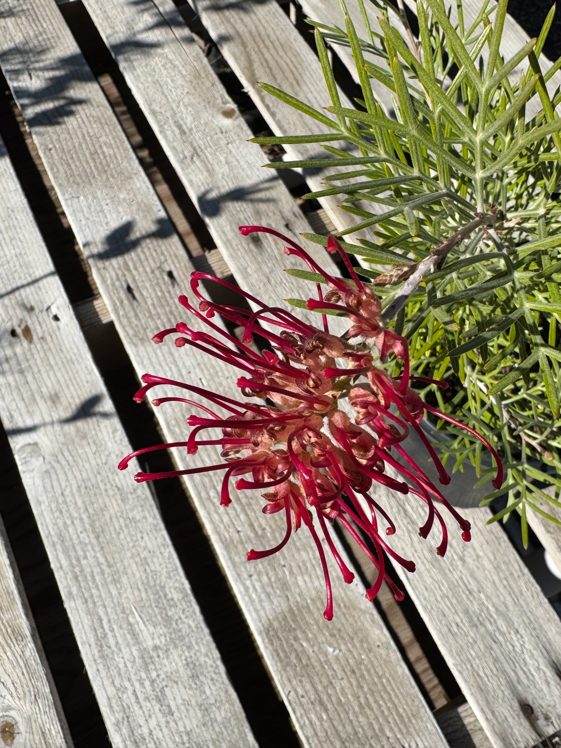 Bonte Farm Grevillea Spirit of Anzac