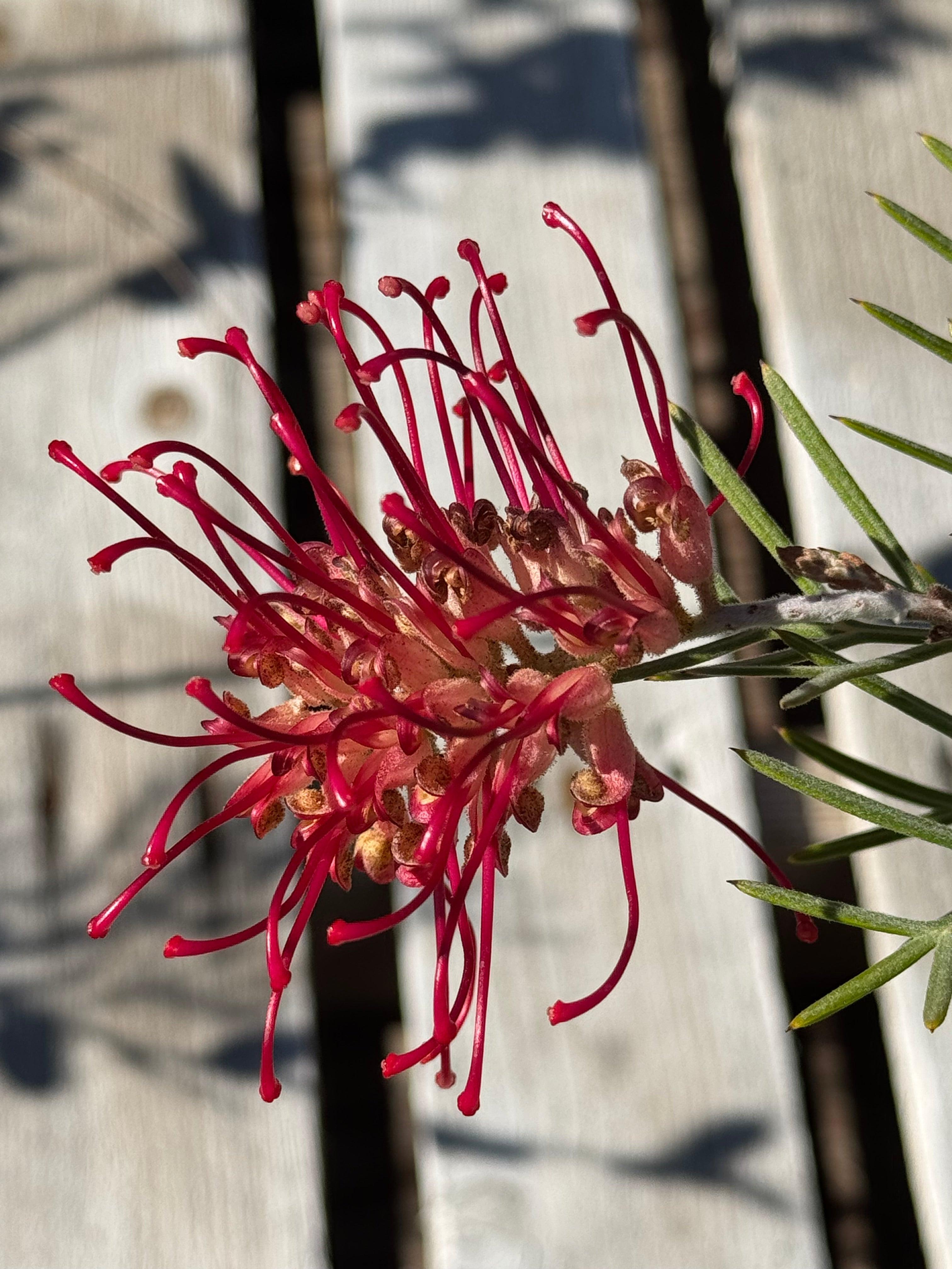 Close-up of Grevillea Spirit of Anzac flower with vibrant red curled blooms and thin green leaves