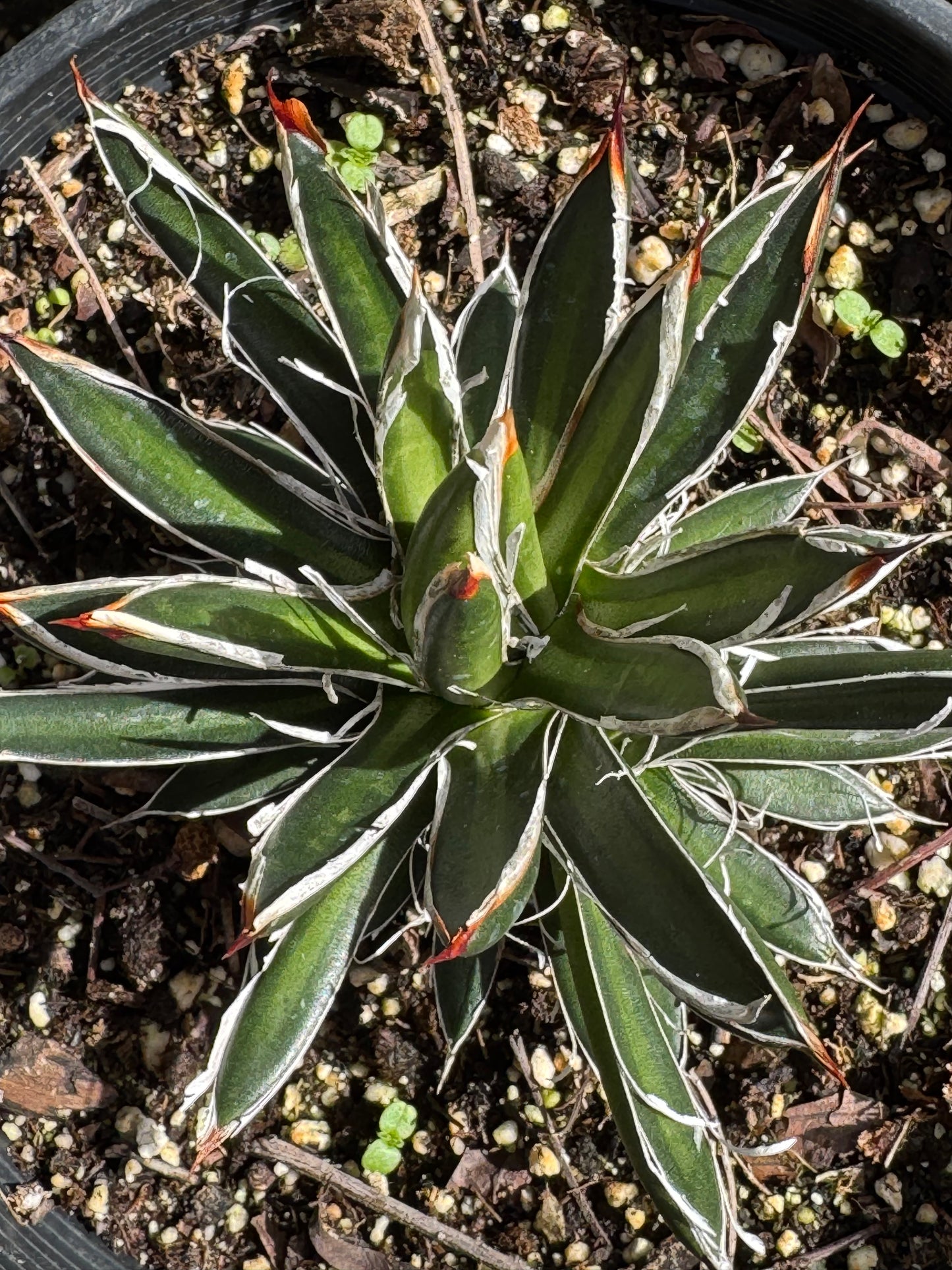 Bonte Farm Agave filifera ssp. schidigera