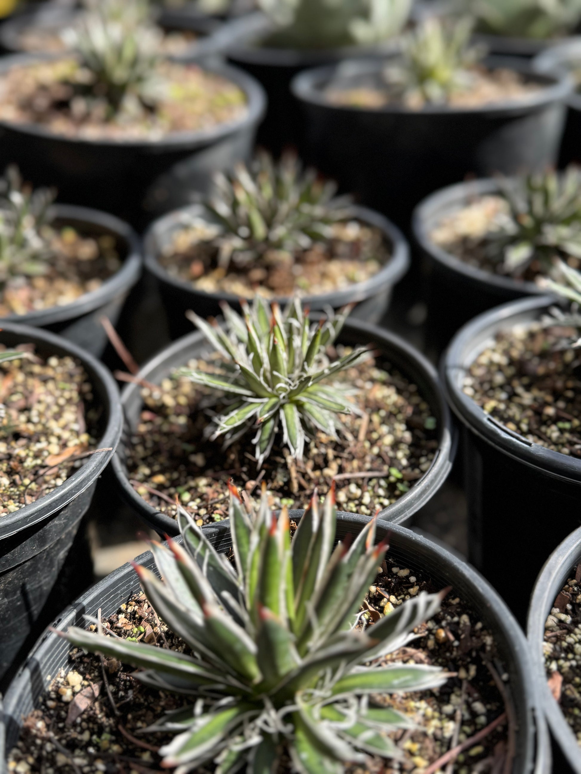 Bonte Farm Agave filifera ssp. schidigera