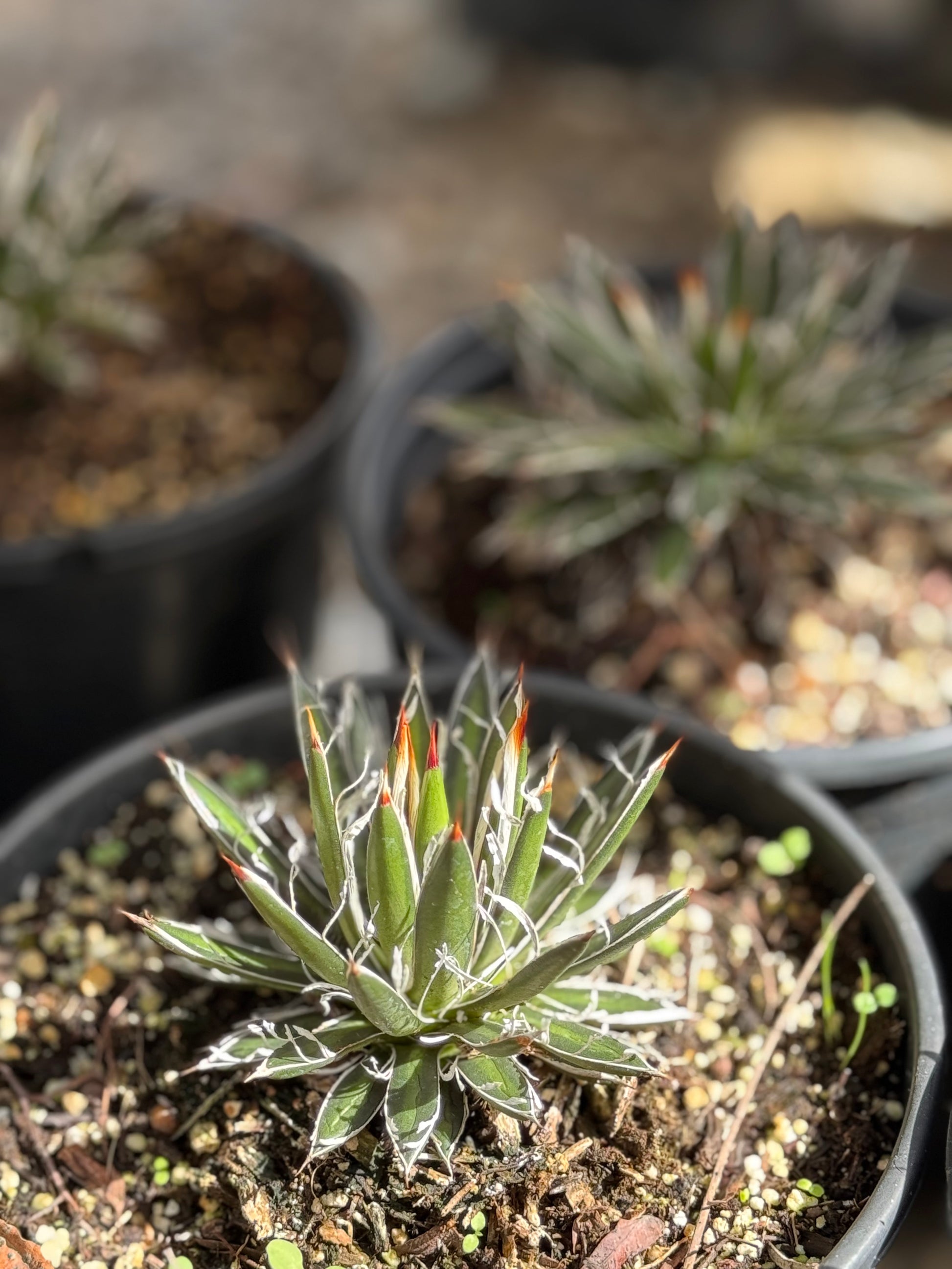 Bonte Farm Agave filifera ssp. schidigera 