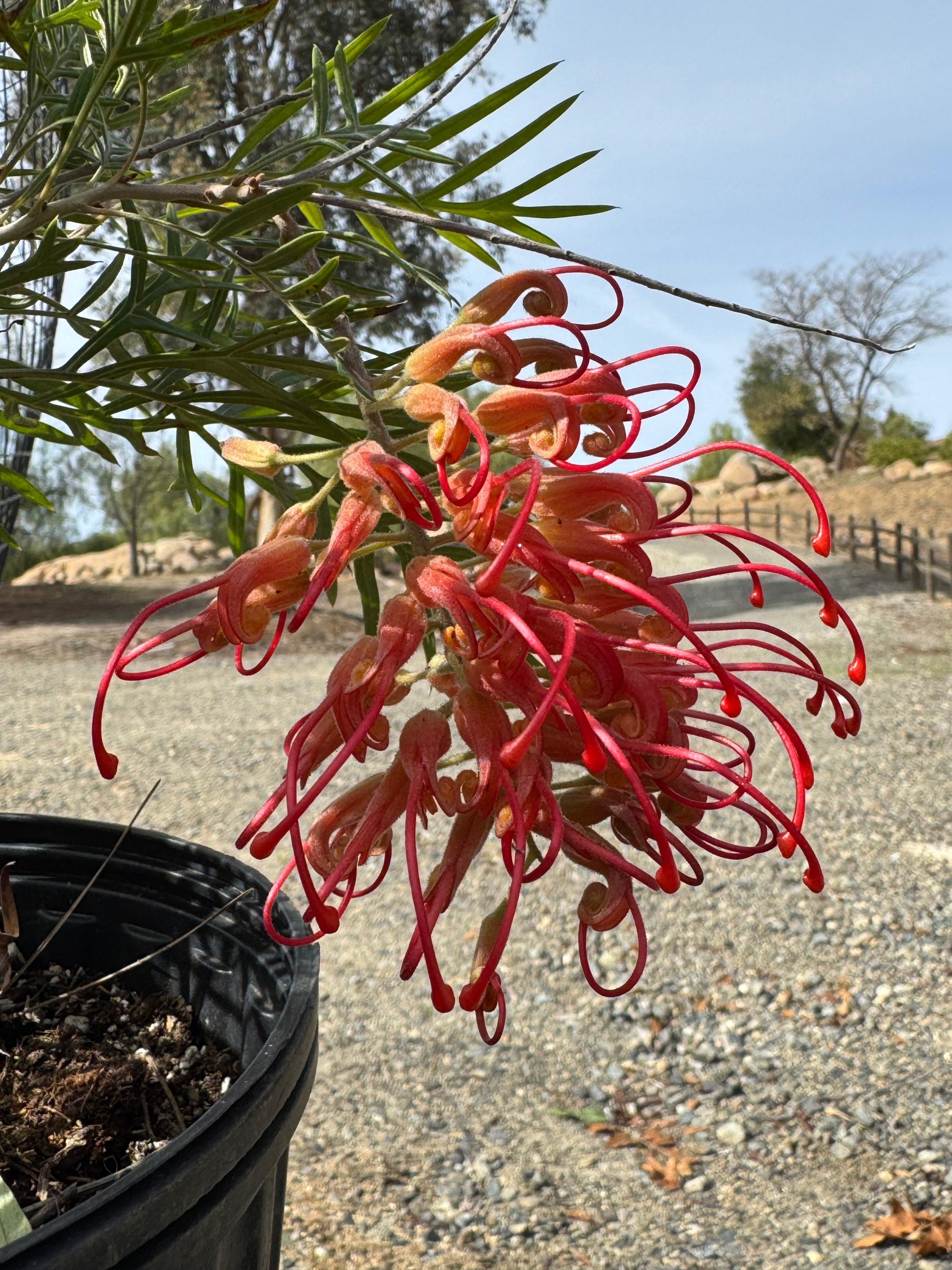 Grevillea Robyn Gordon plant with red spider-like flowers in a nursery pot outdoors