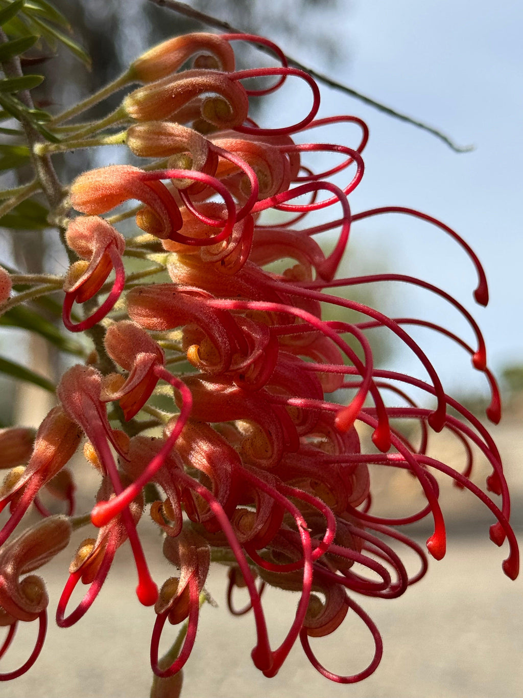 Close-up of Grevillea Robyn Gordon flower with vibrant red and pink curled petals outdoors