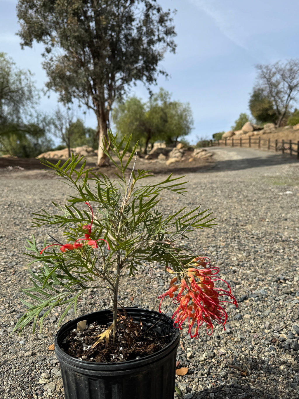 Grevillea Robyn Gordon plant in a pot with red flowers outdoors on gravel