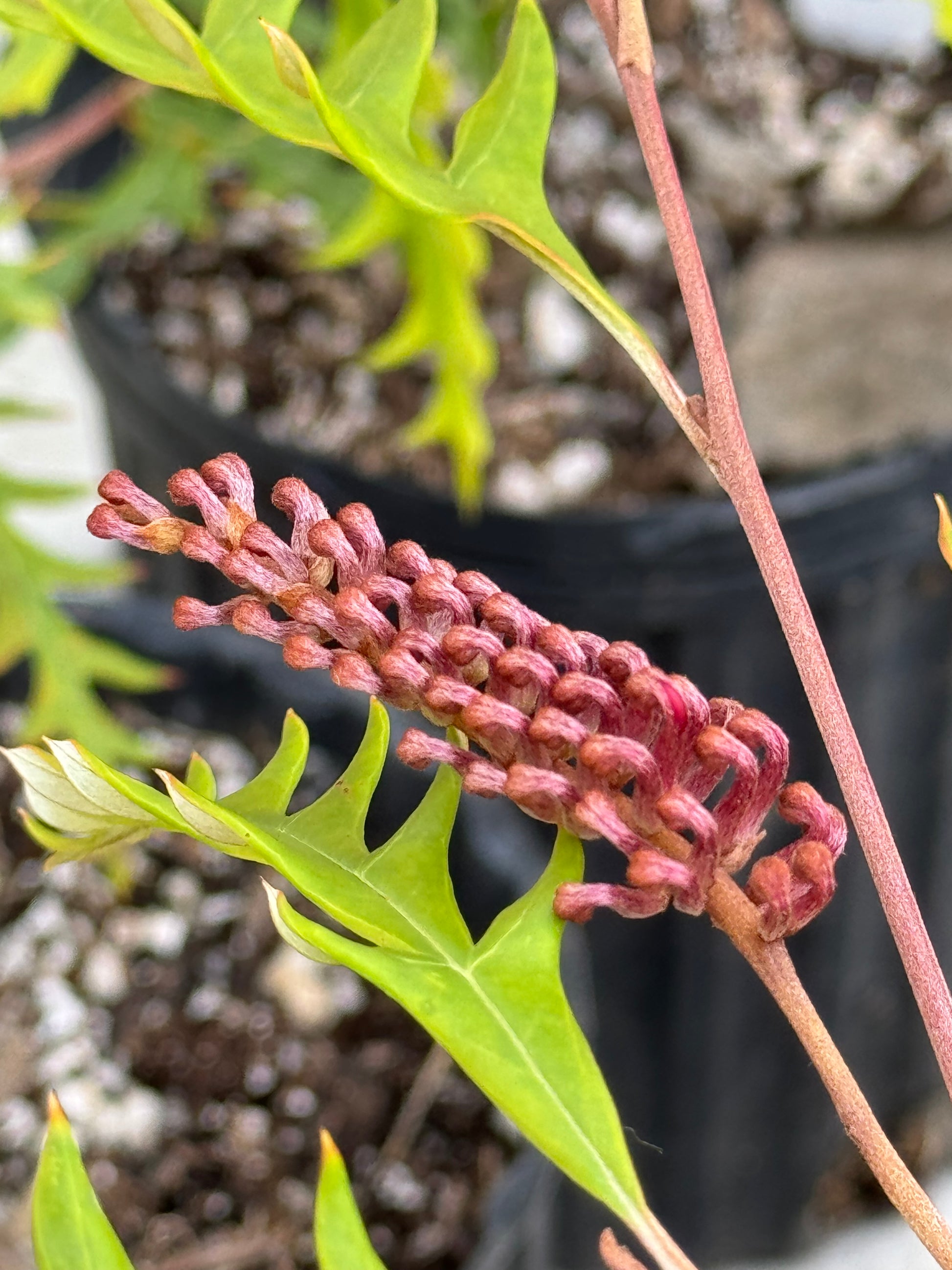 Bonte Farm Grevillea Fanfare