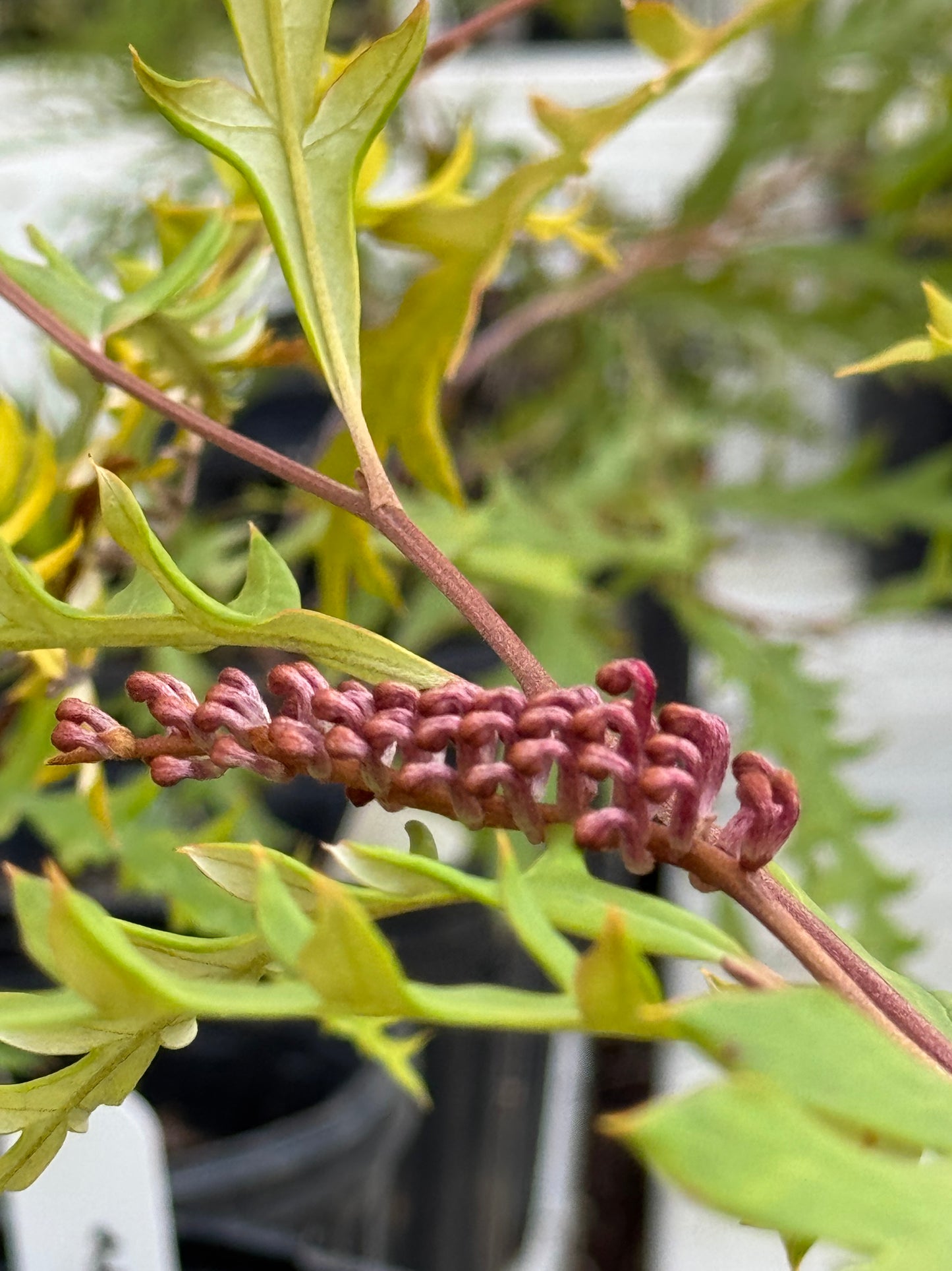 Bonte Farm Grevillea Fanfare