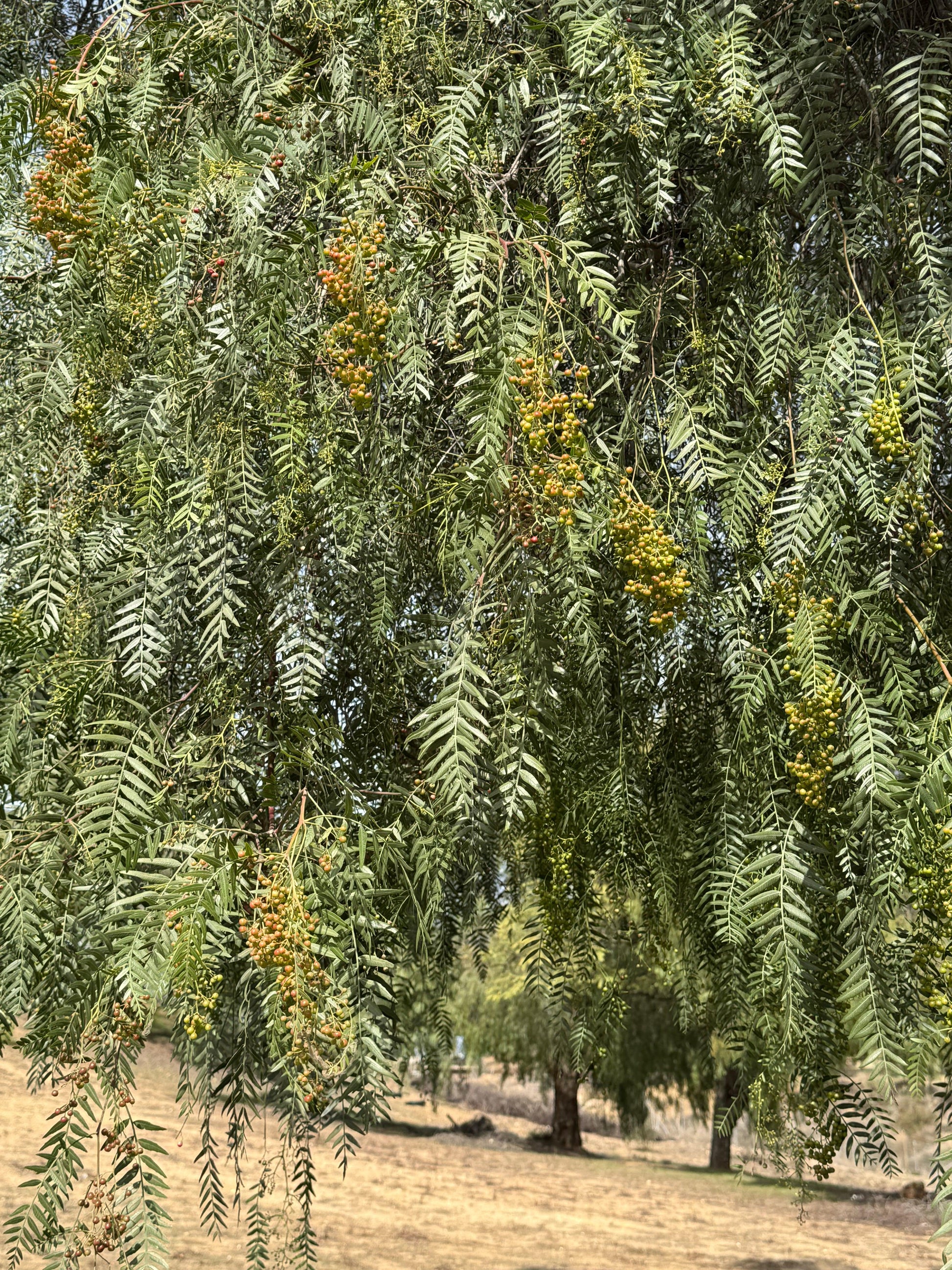 Bonte Farm California Peppercorn
