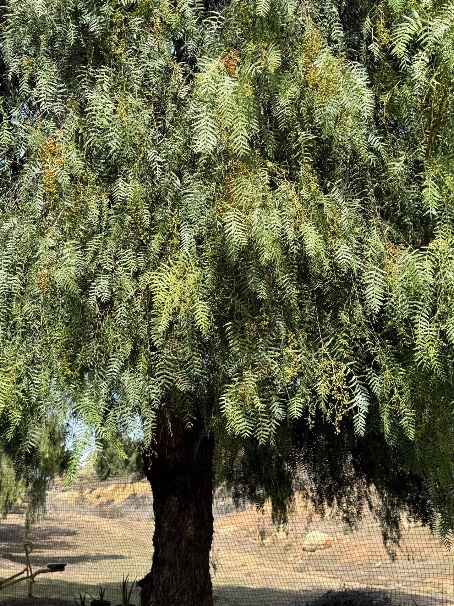 Bonte Farm California Peppercorn